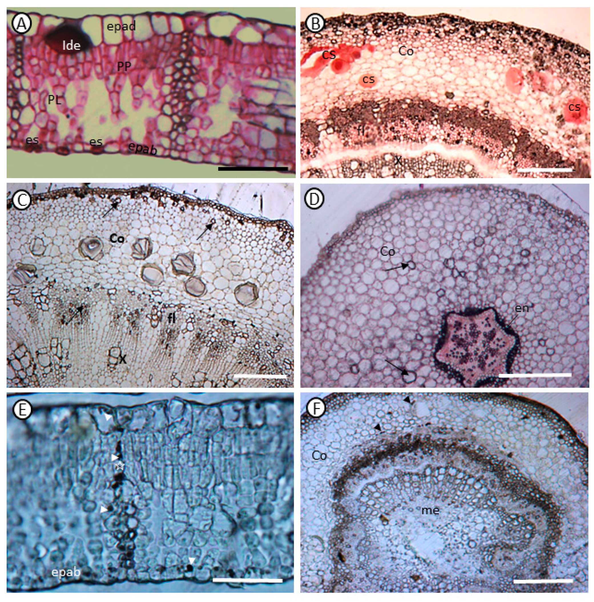 Agronomy 14 02730 g005