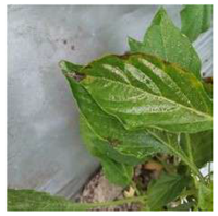 Agronomy 14 02734 i001