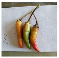 Agronomy 14 02734 i002