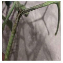 Agronomy 14 02734 i003