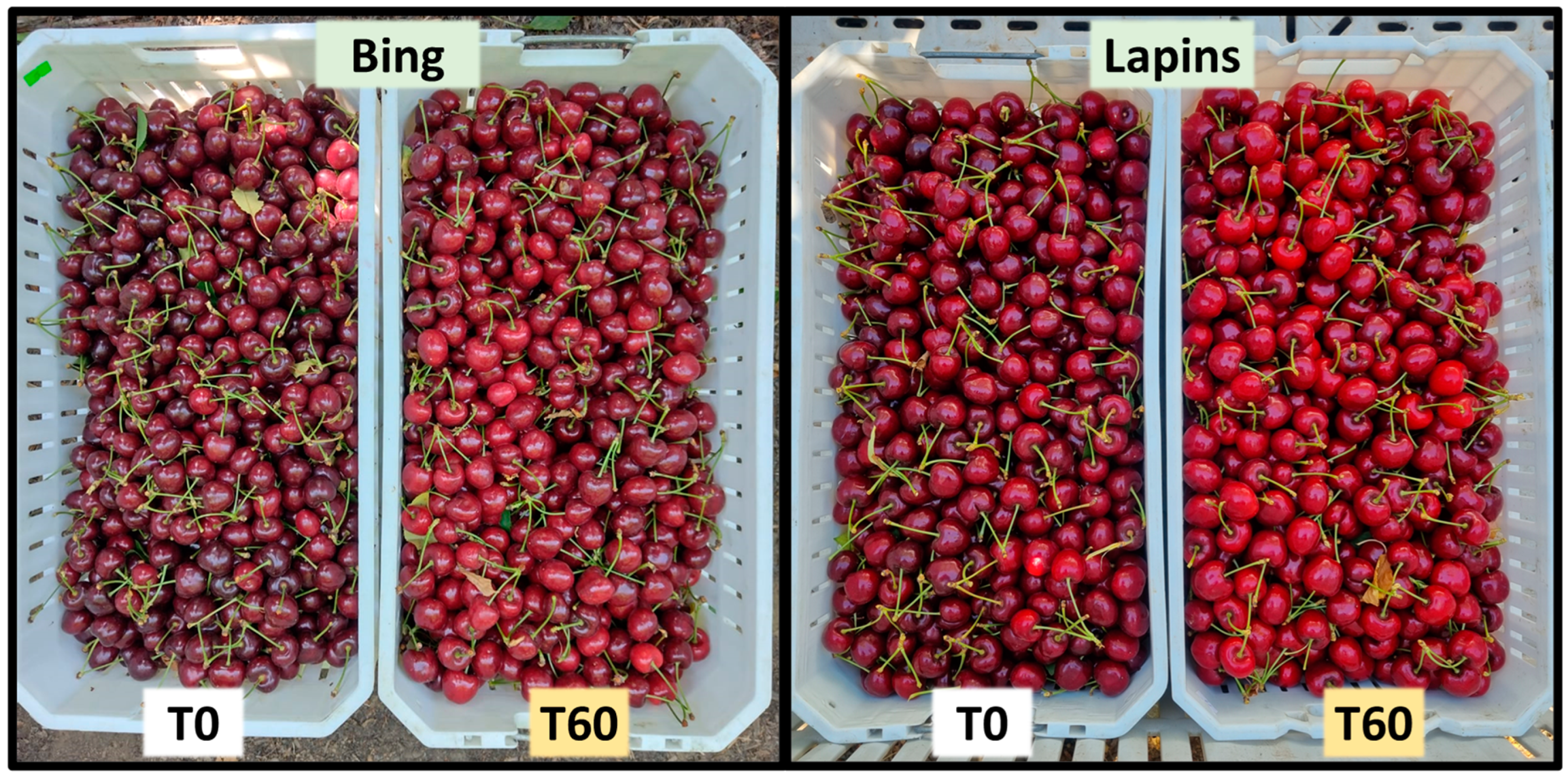 Agronomy 14 02738 g001