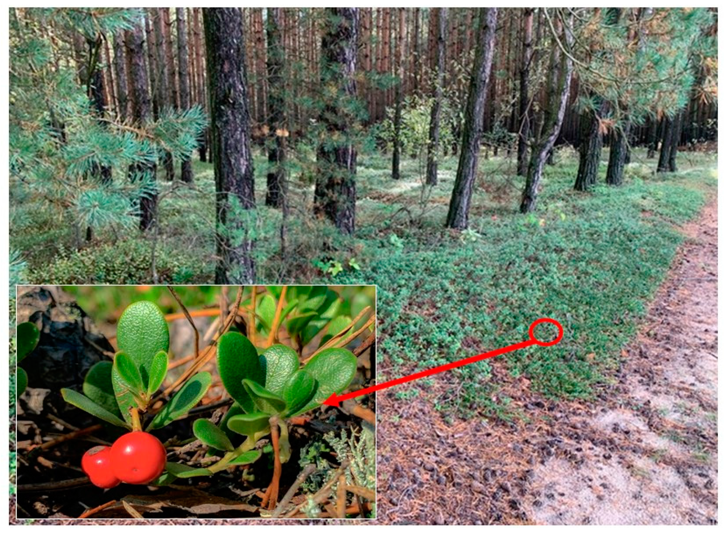 Agronomy 14 02739 g001