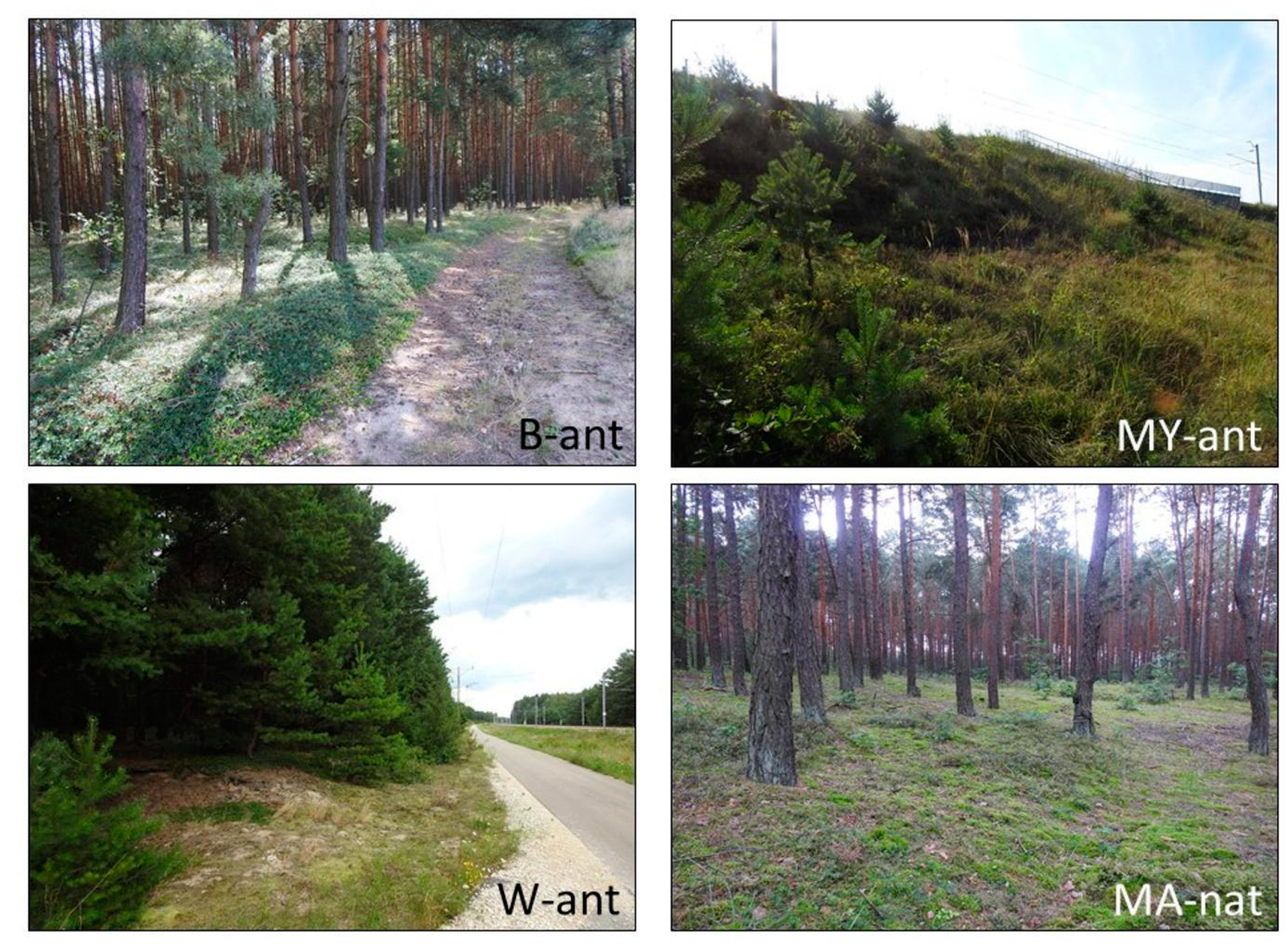 Agronomy 14 02739 g002