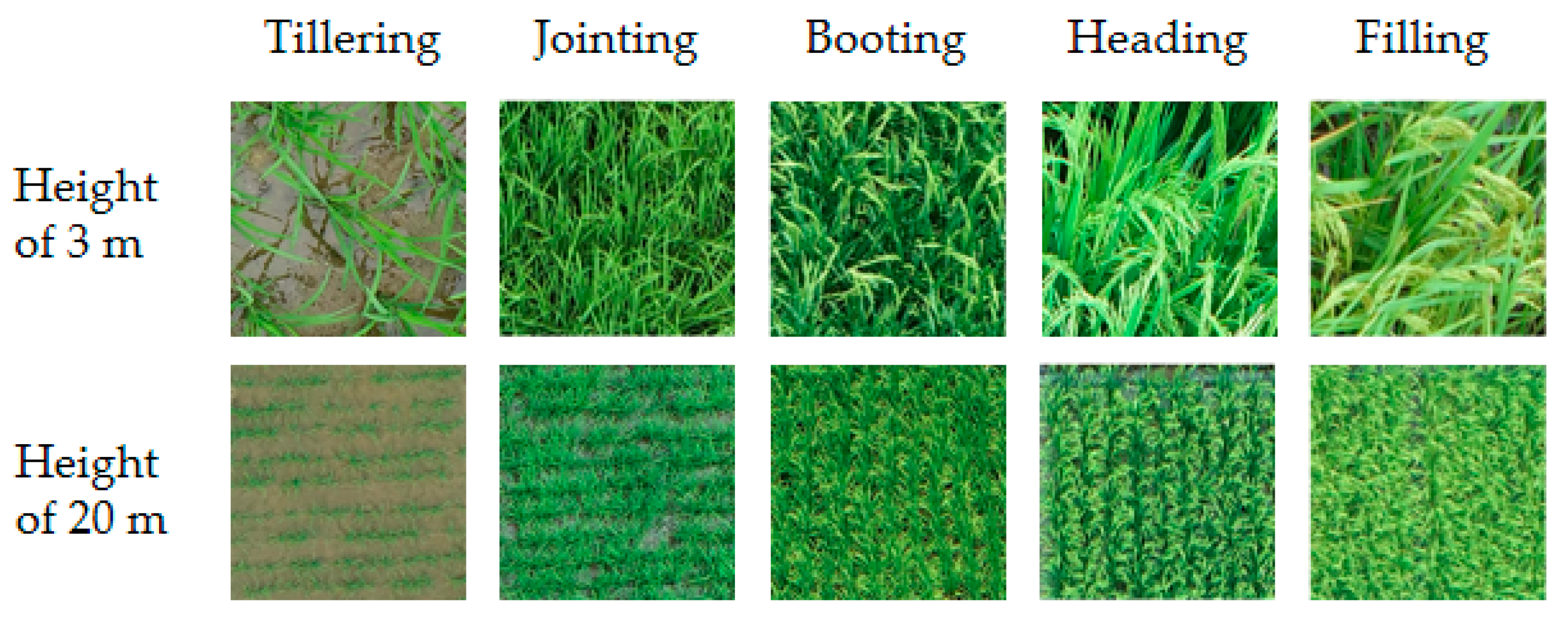 Agronomy 14 02751 g003