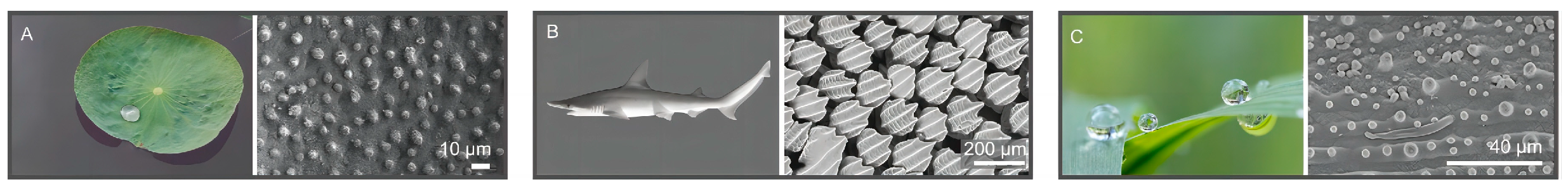 Agronomy 14 02753 g002