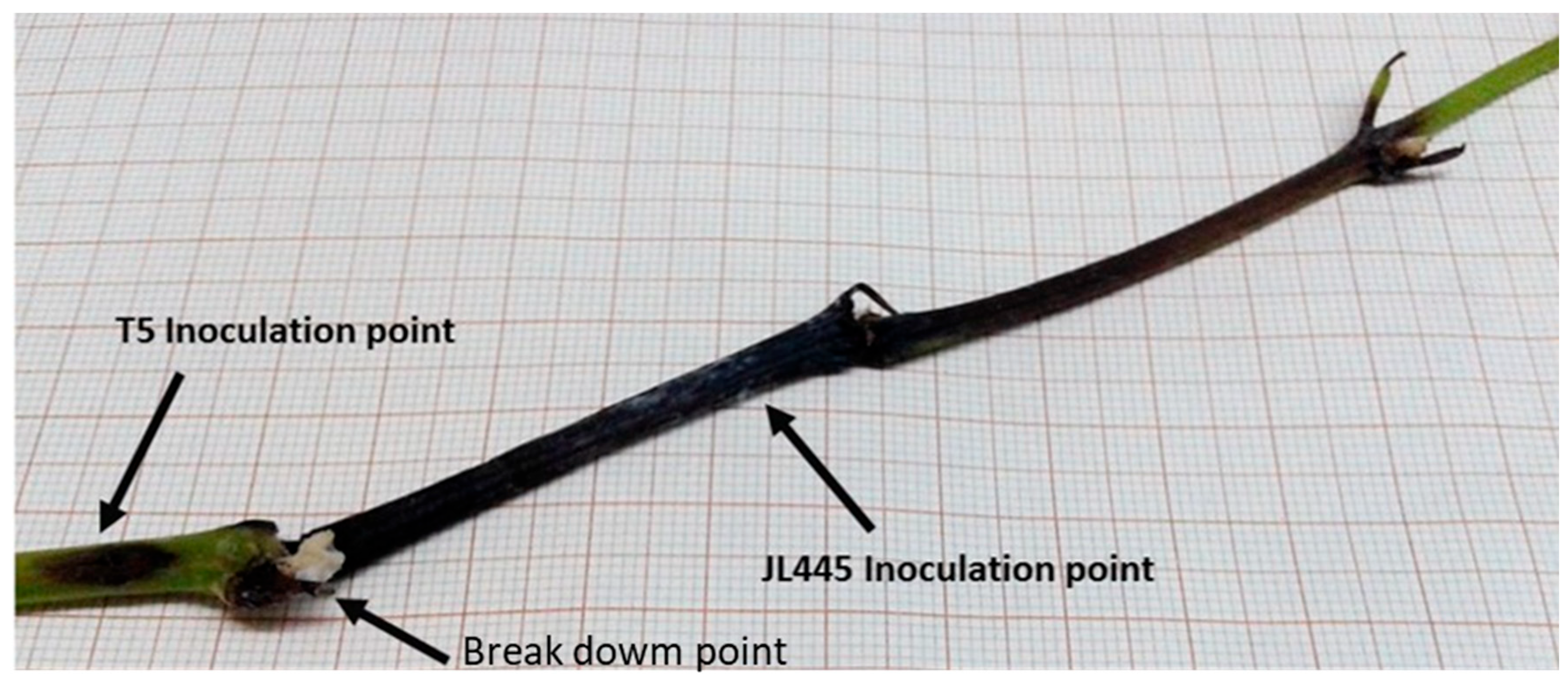 Agronomy 14 02766 g005