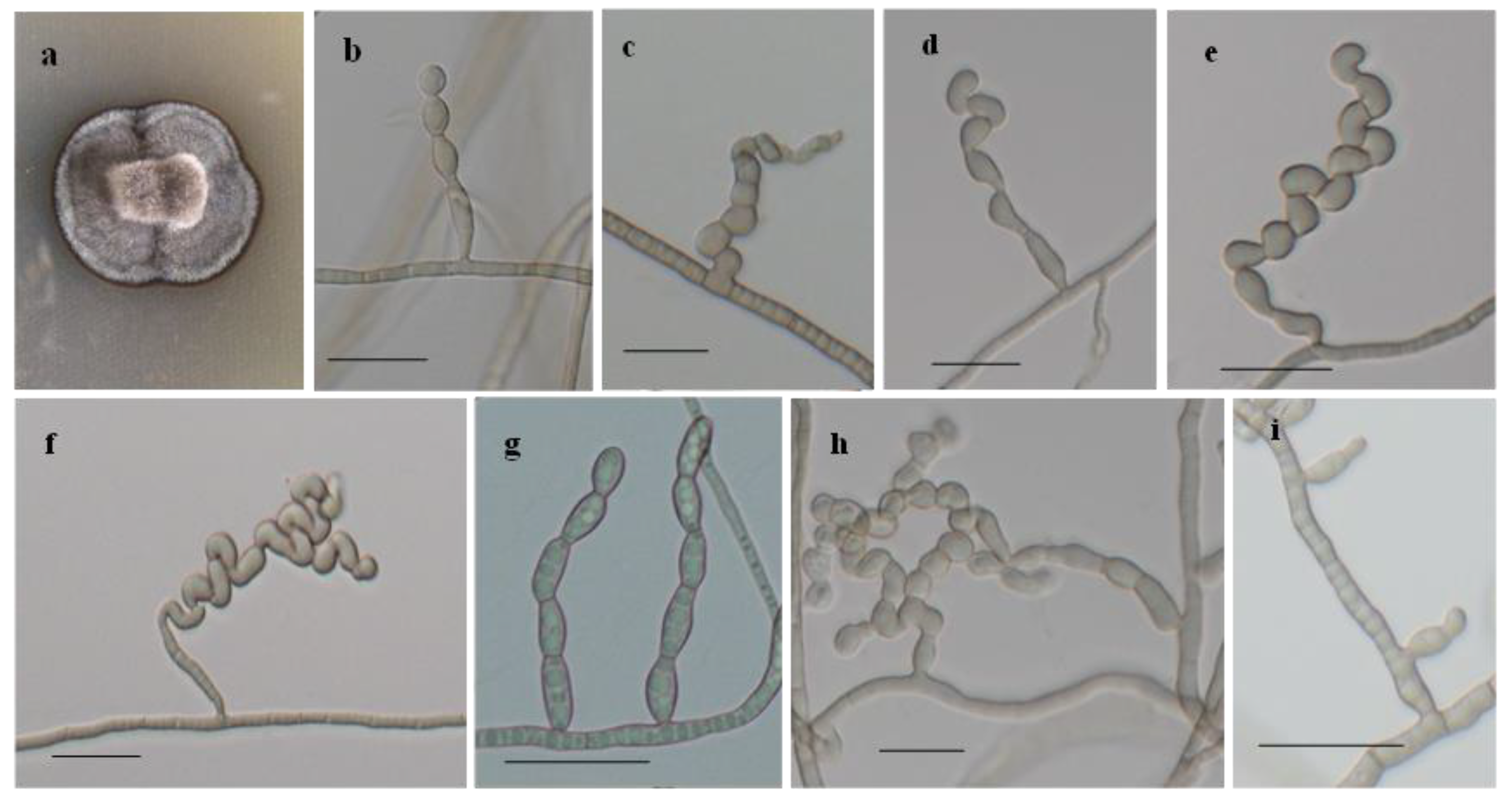 Agronomy 14 02771 g002