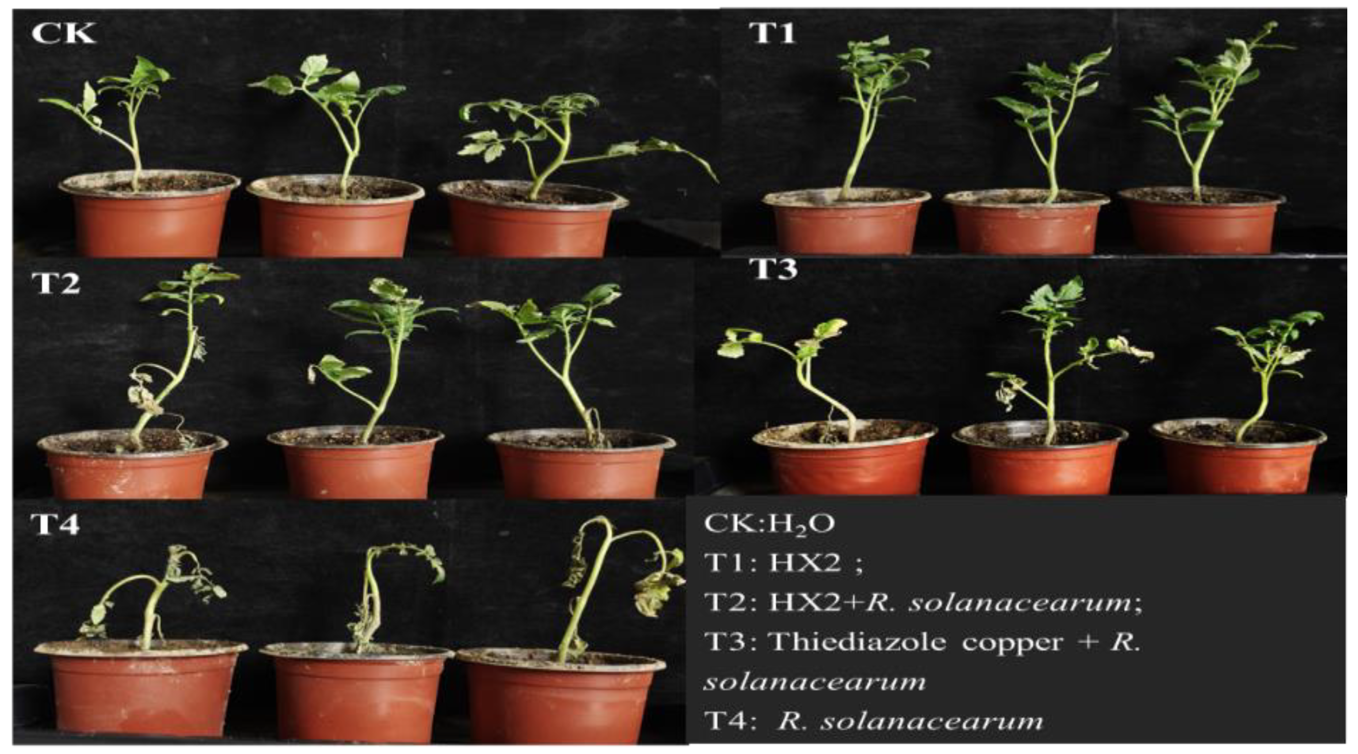 Agronomy 14 02771 g005