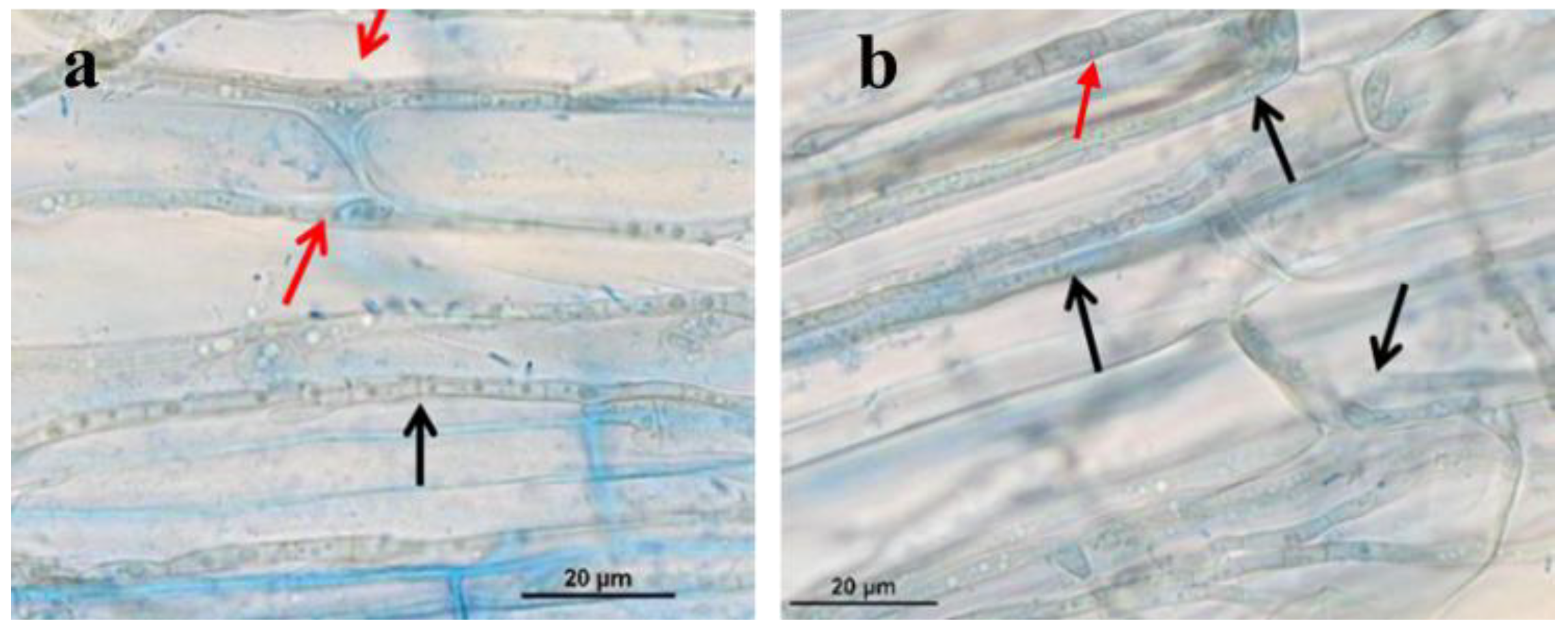 Agronomy 14 02771 g006