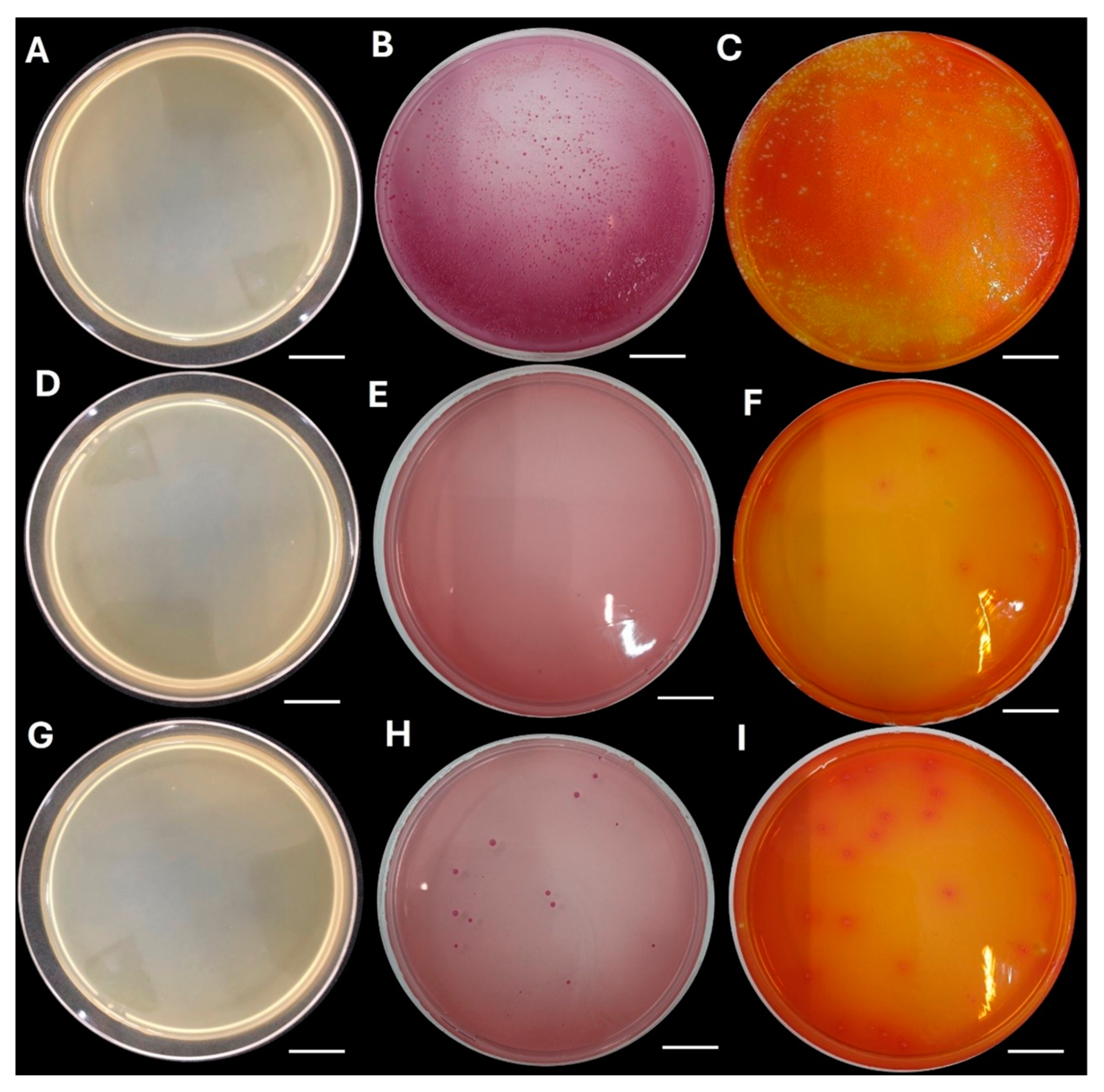 Agronomy 14 02776 g001