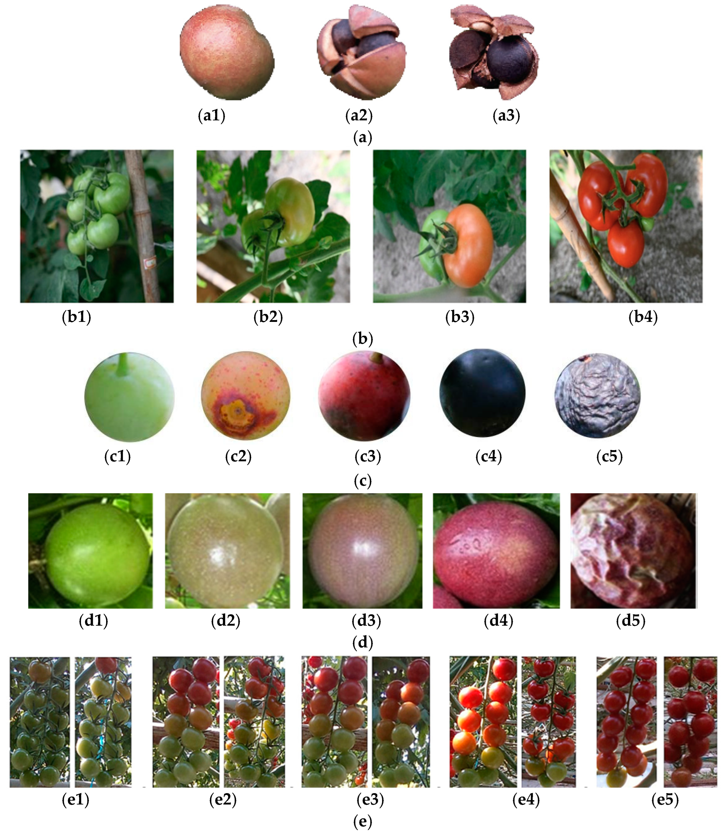 Agronomy 14 02783 g001a