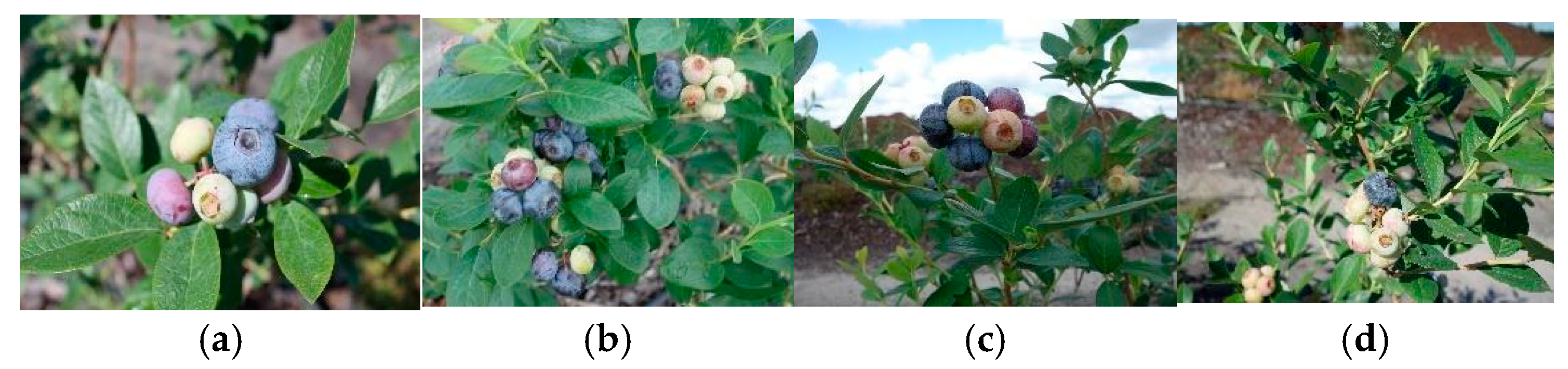 Agronomy 14 02783 g006