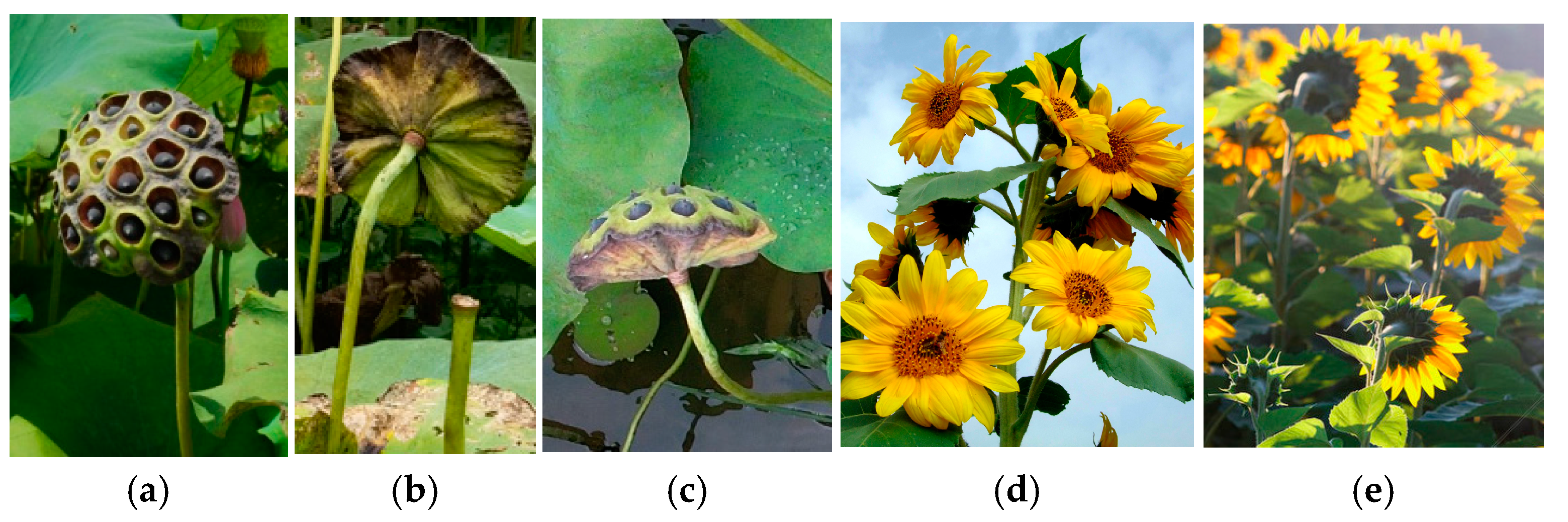 Agronomy 14 02783 g007