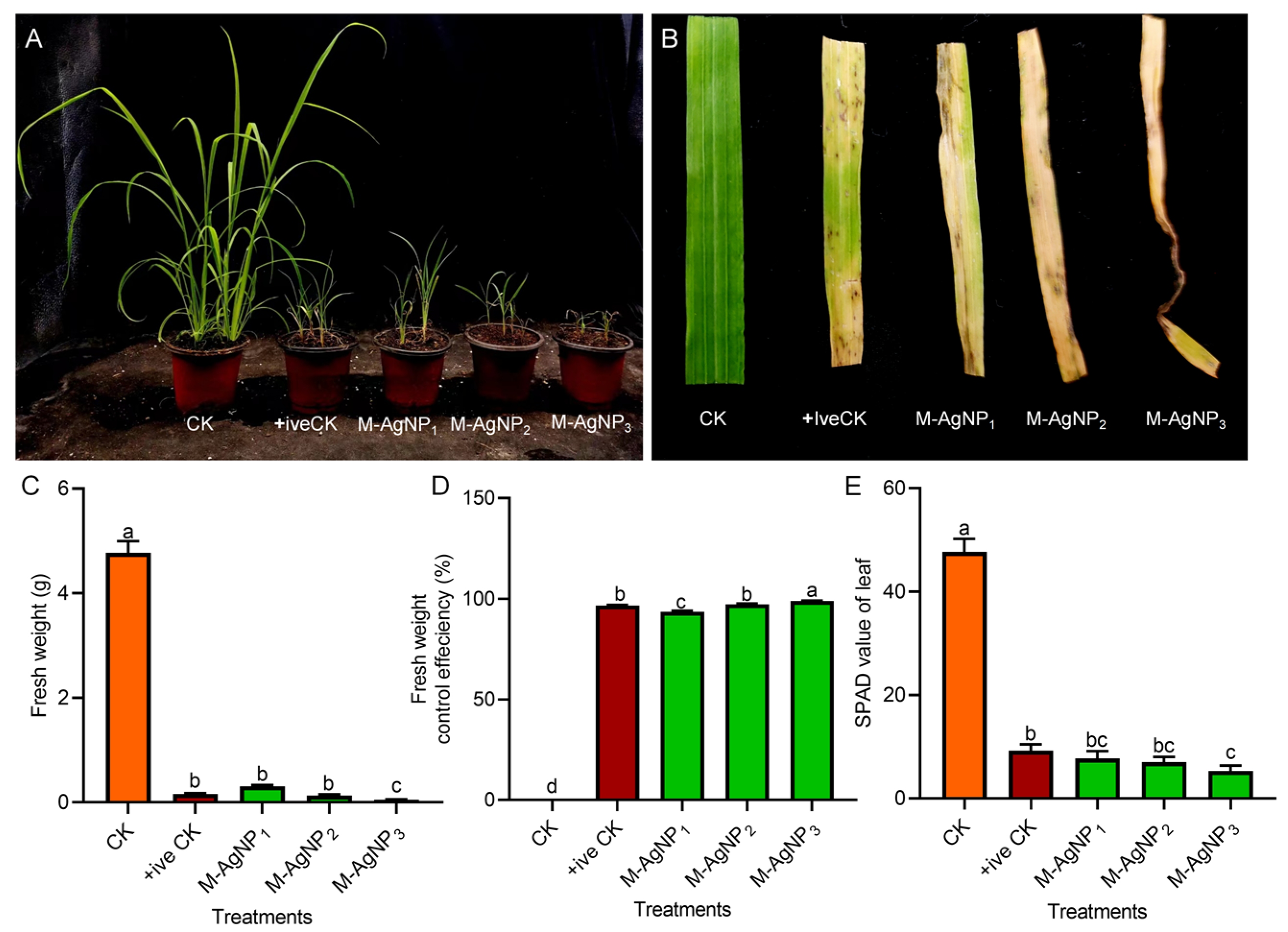 Agronomy 14 02784 g002