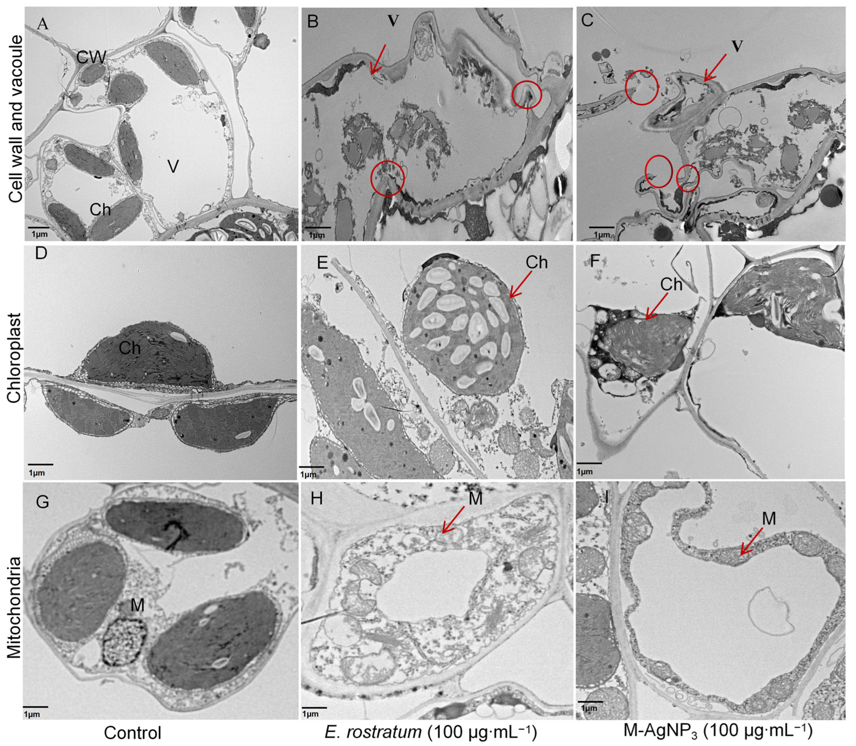 Agronomy 14 02784 g005