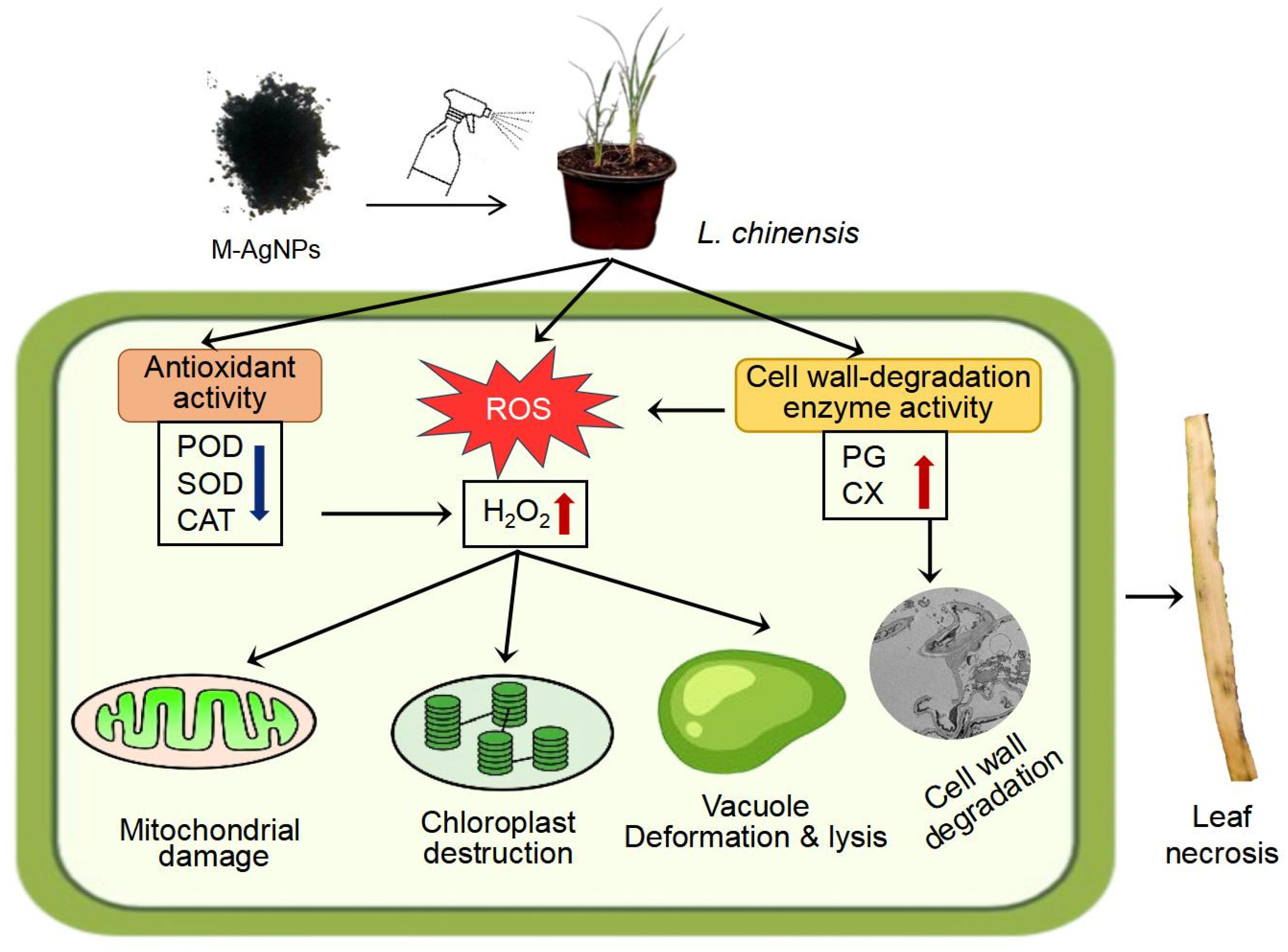 Agronomy 14 02784 g007