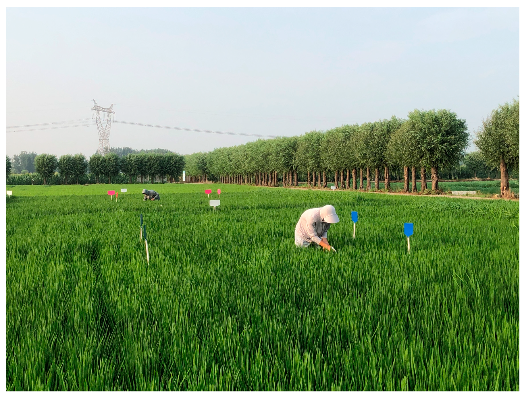 Agronomy 14 02796 g001