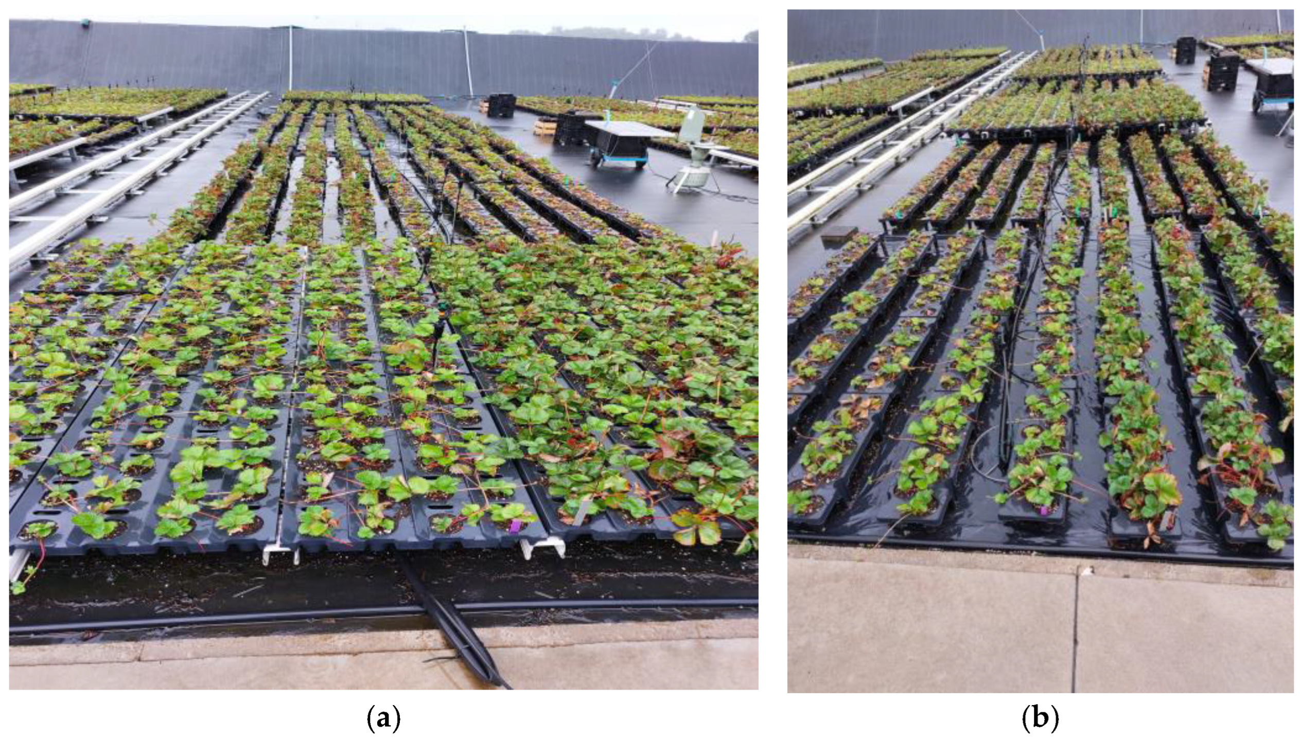 Agronomy 14 02809 g001