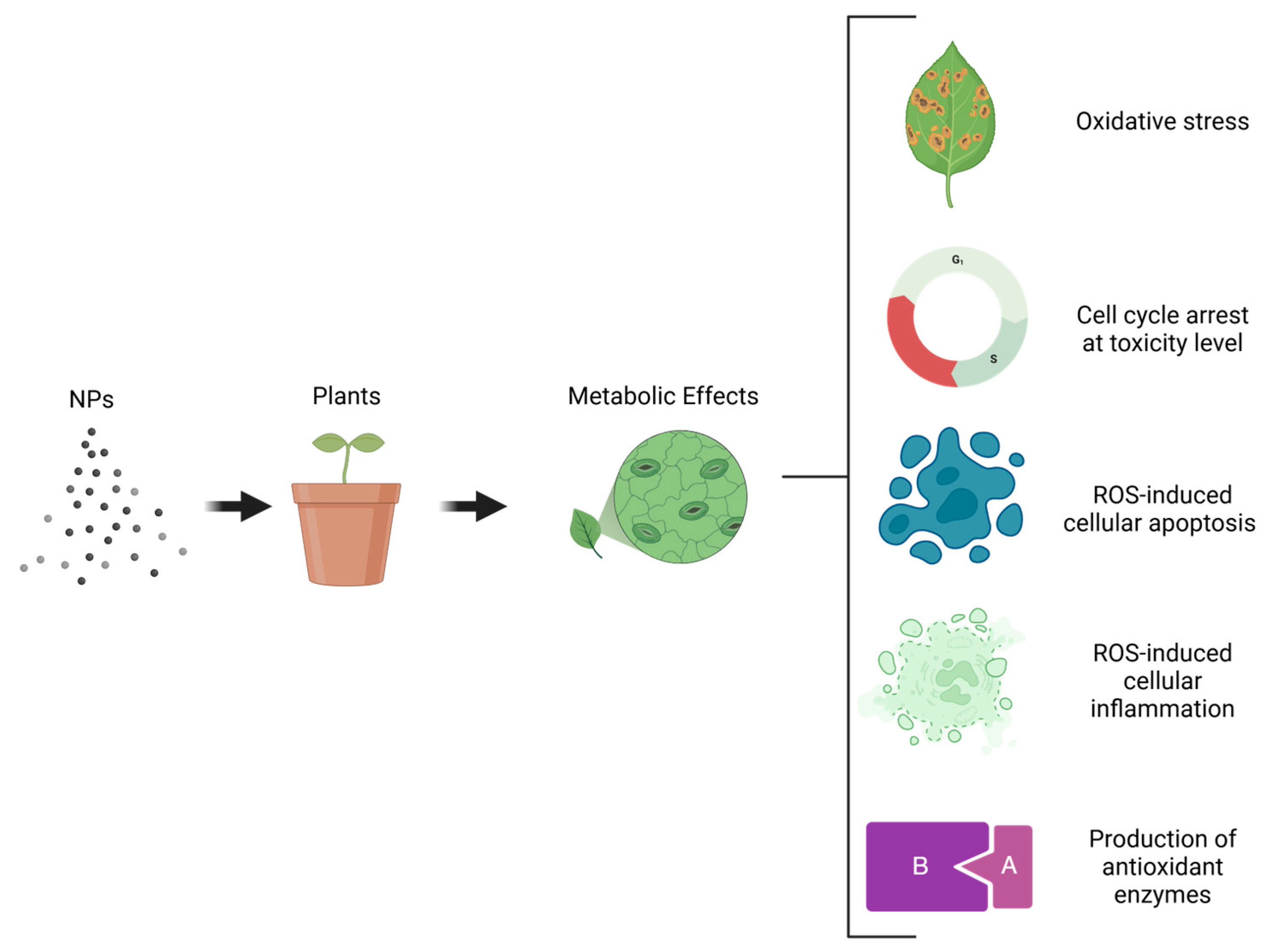 Agronomy 14 02822 g006