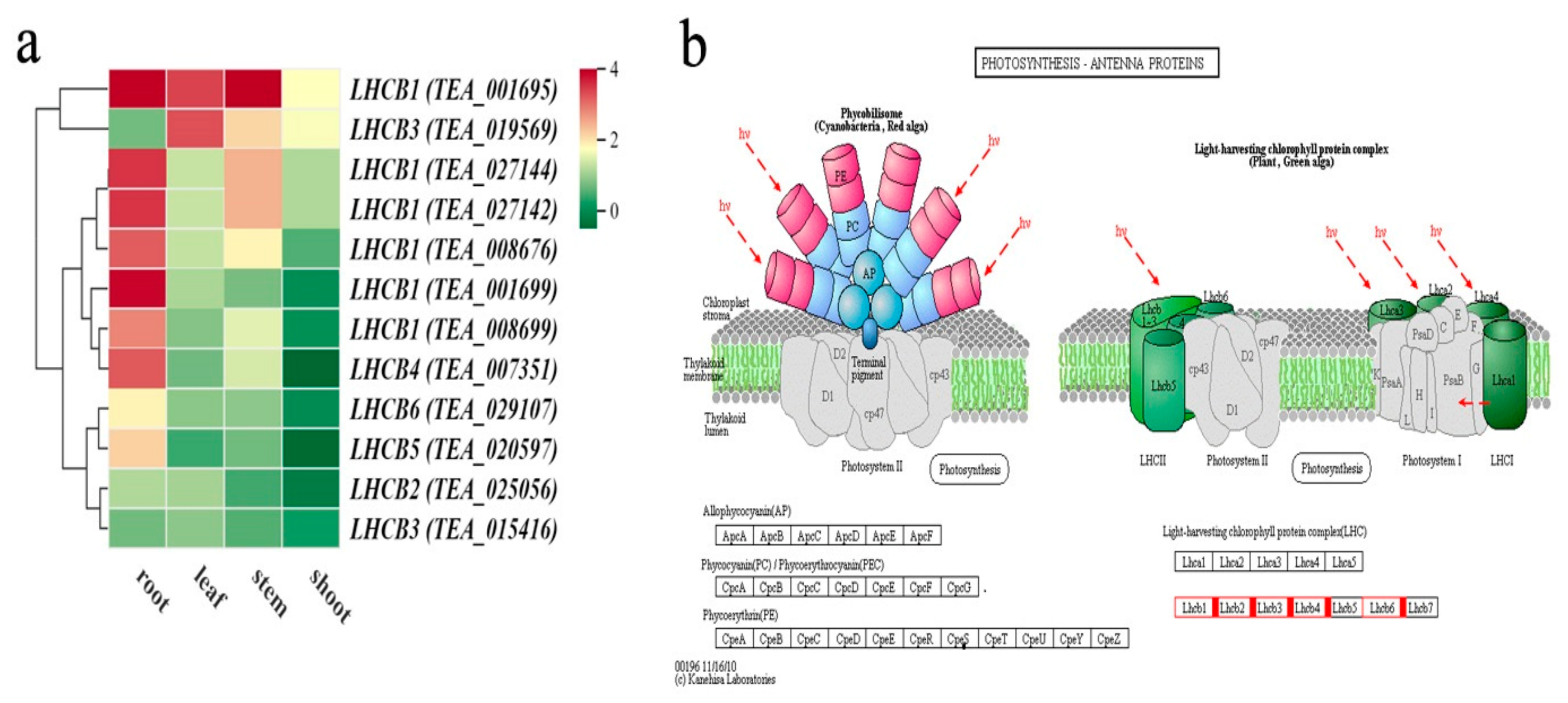 Agronomy 14 02824 g005
