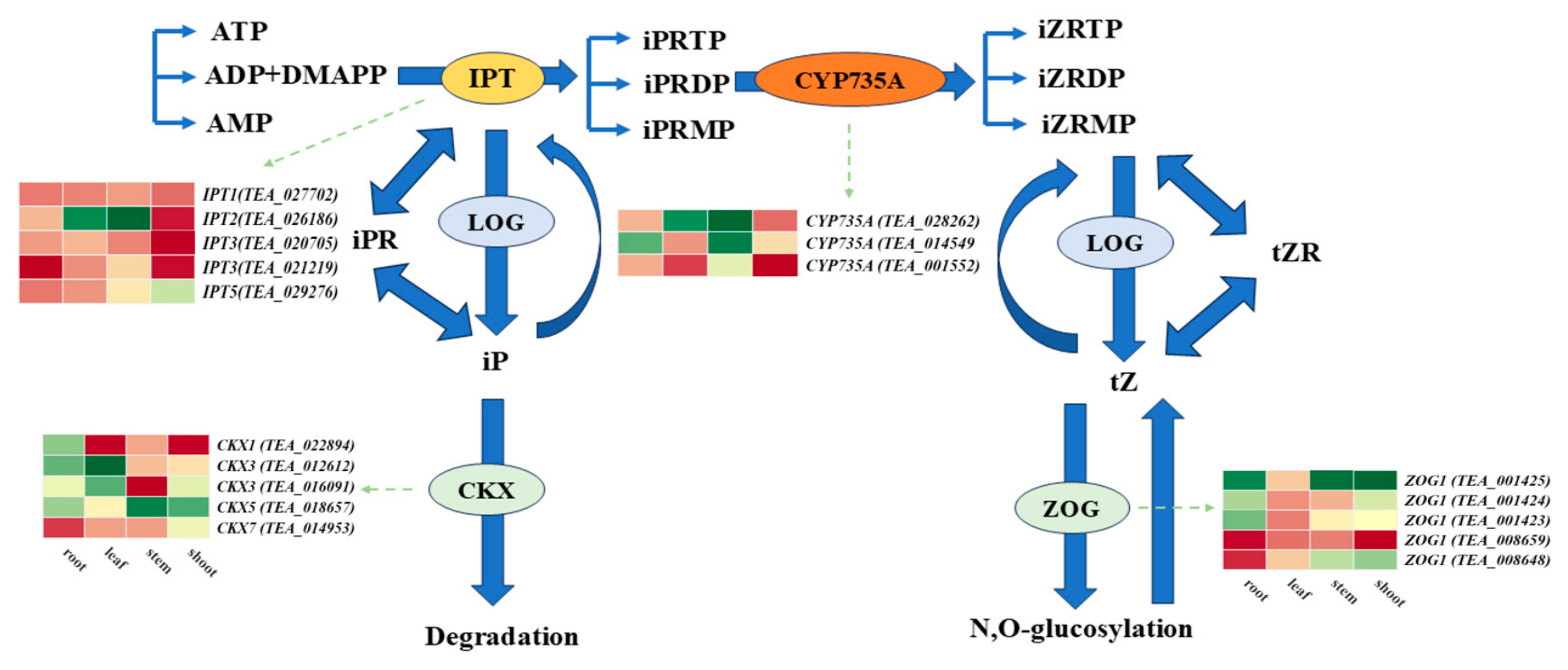 Agronomy 14 02824 g006