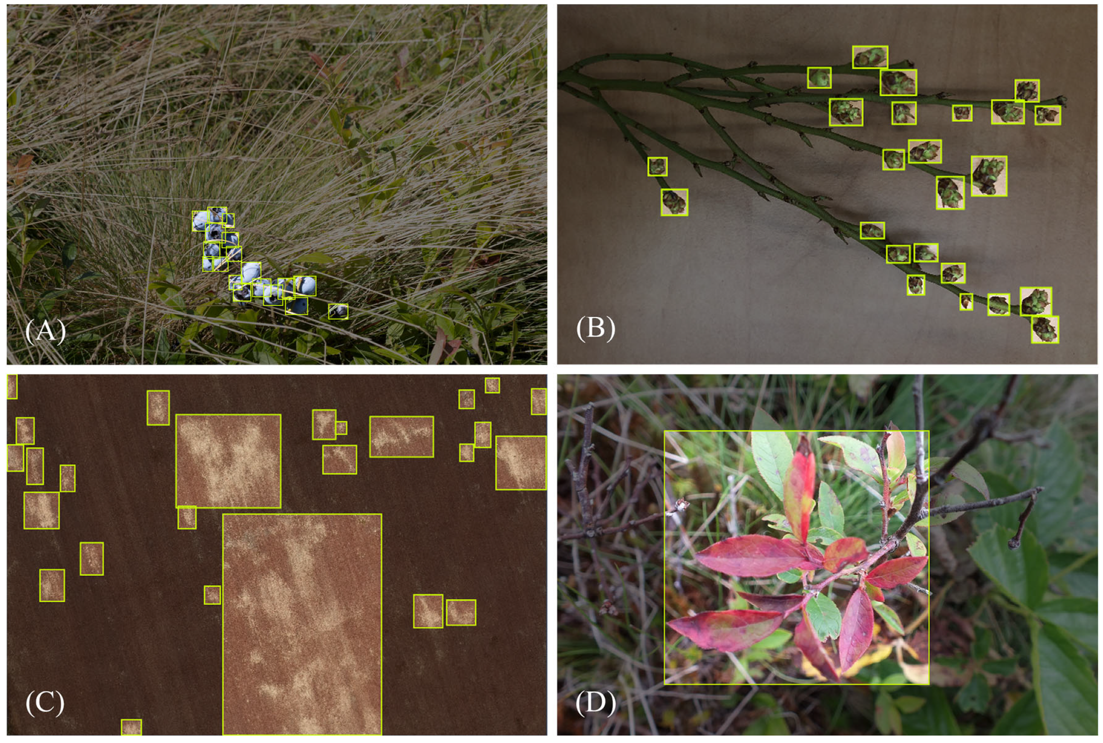 Agronomy 14 02830 g001