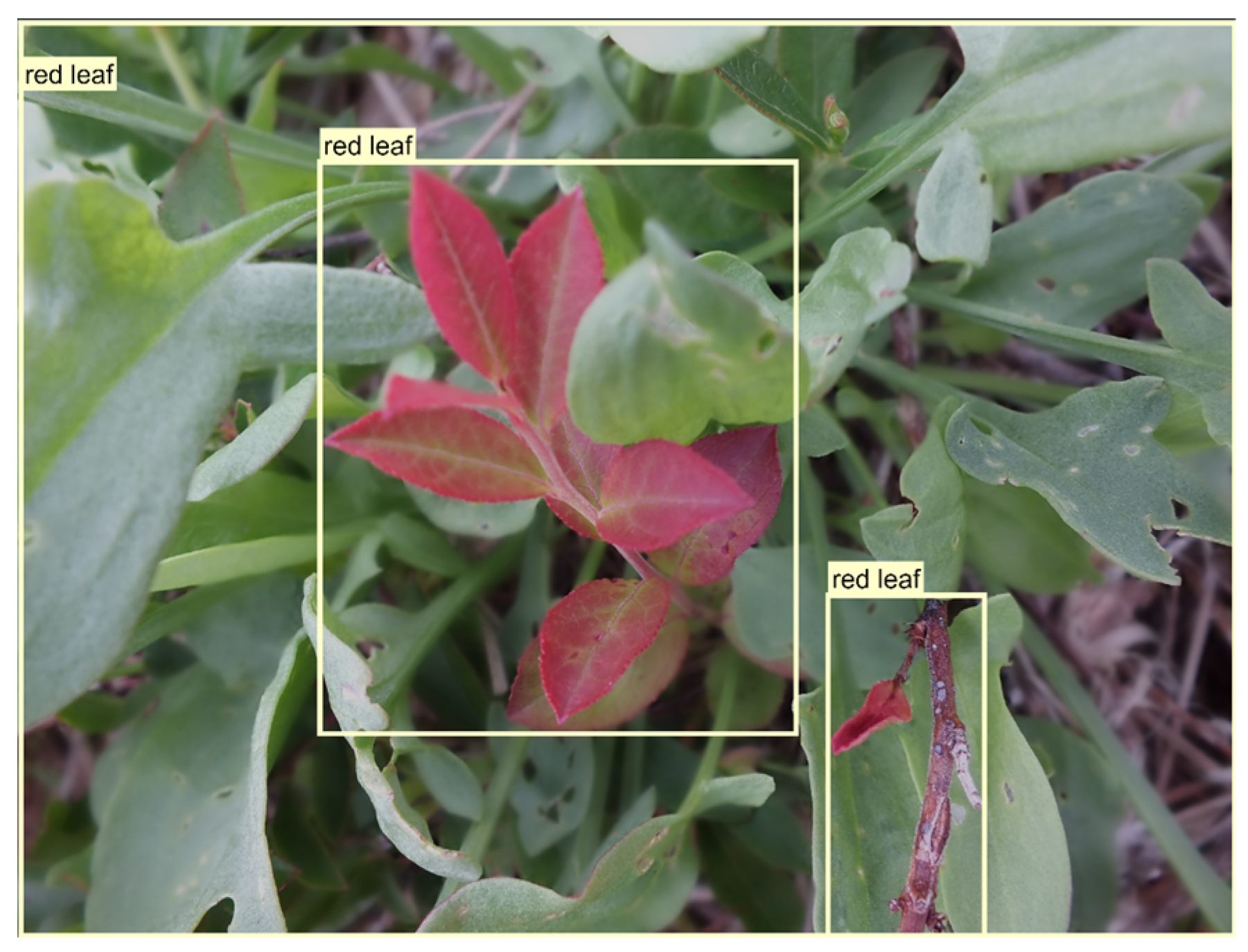 Agronomy 14 02830 g002