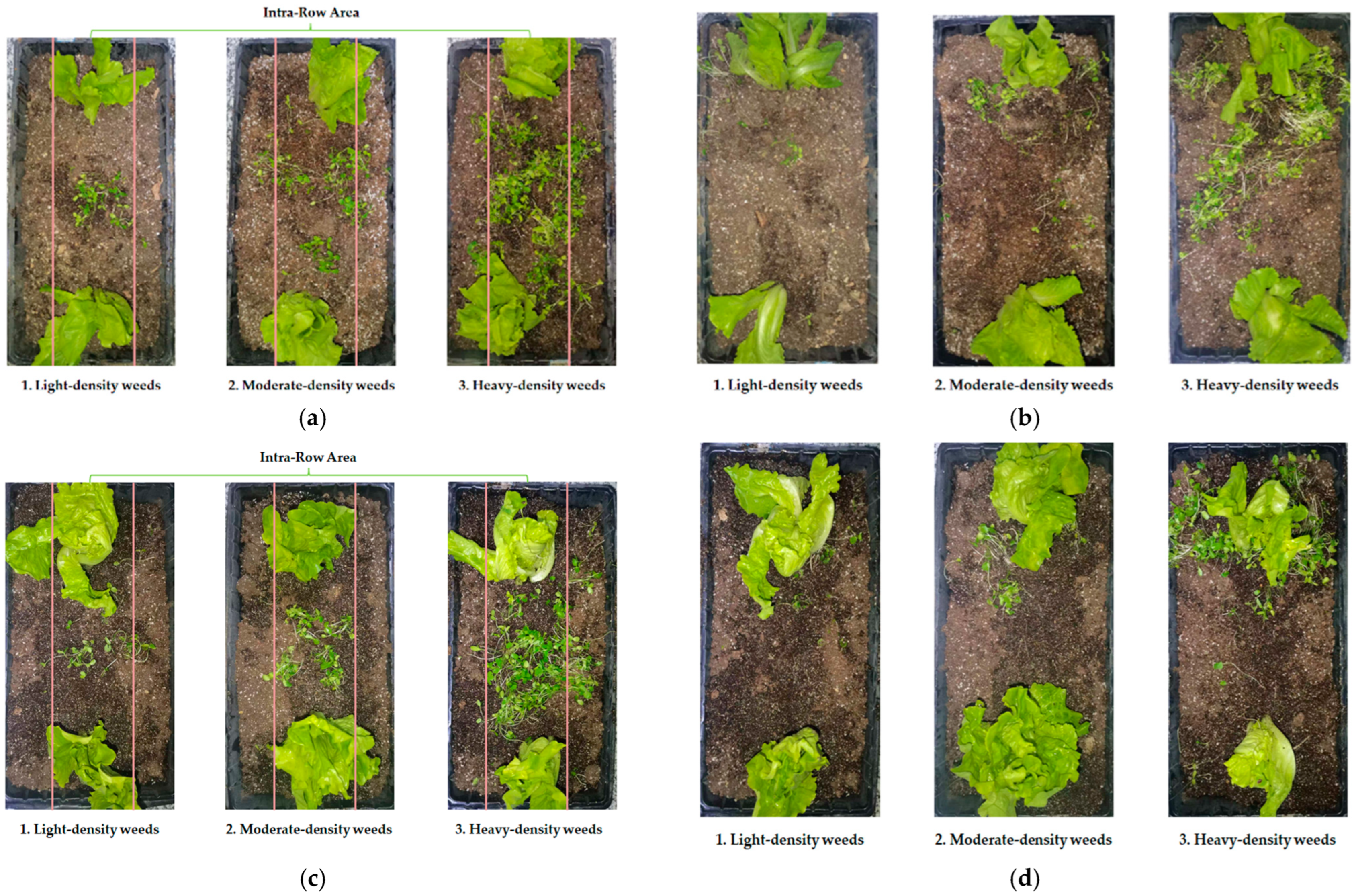 Agronomy 14 02838 g016