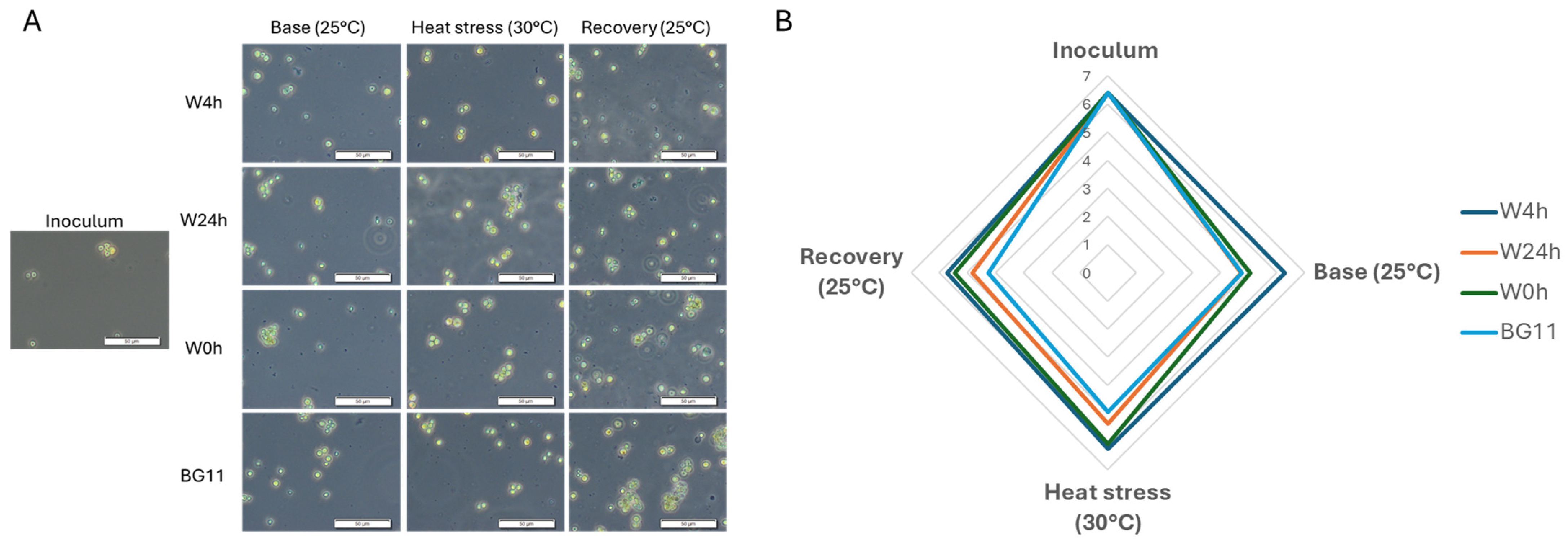 Agronomy 14 02854 g003