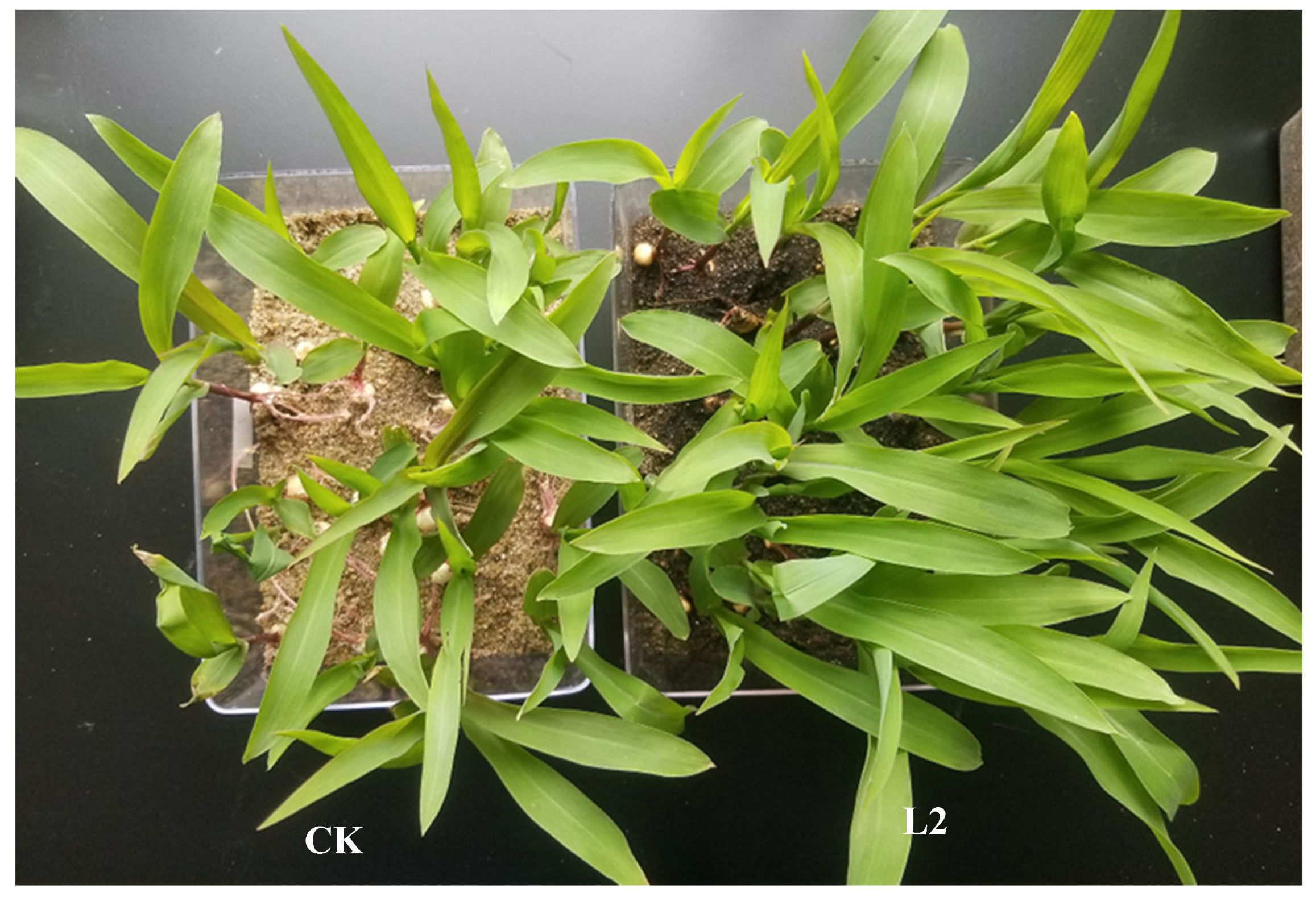 Agronomy 14 02857 g001