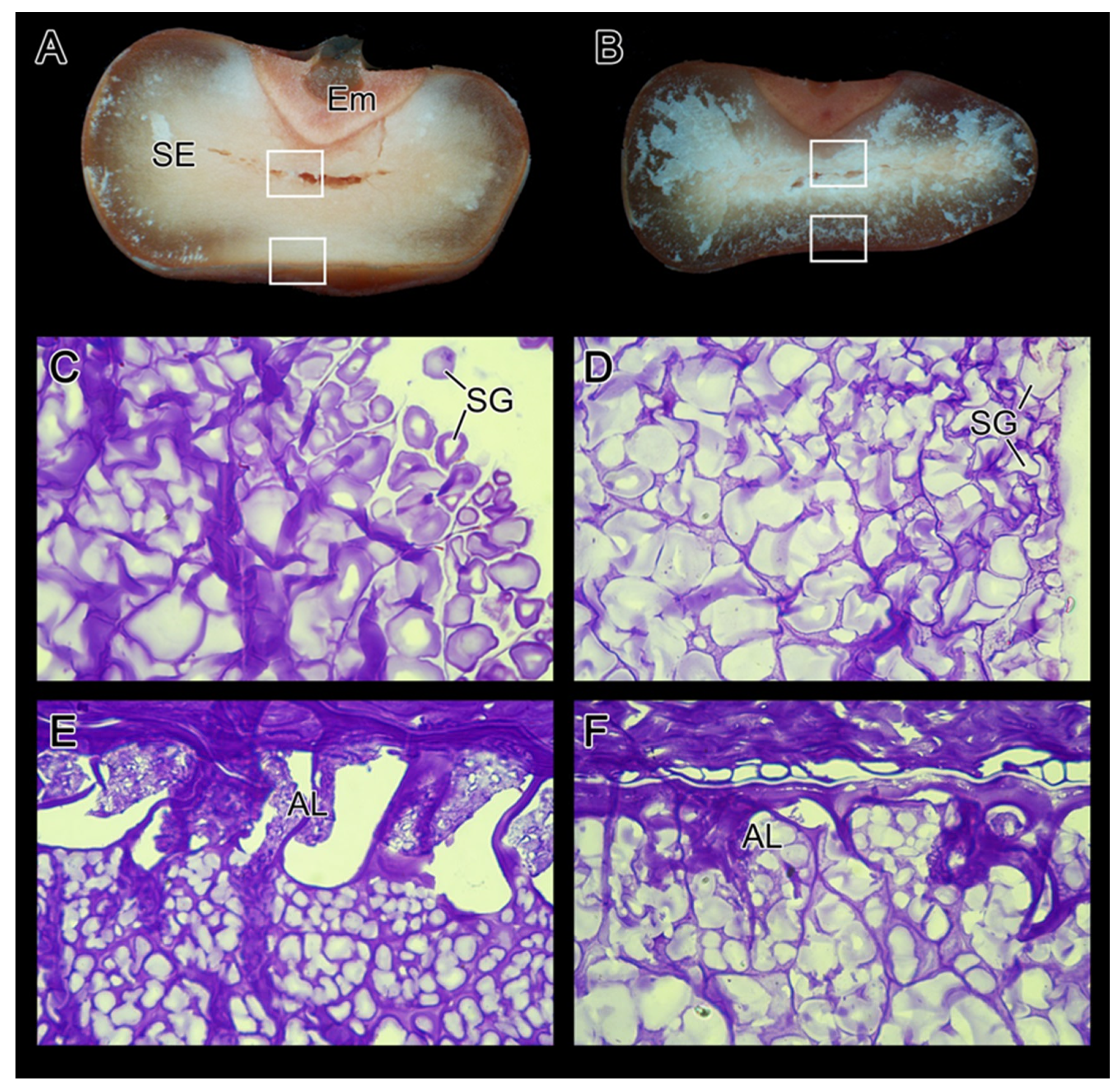Agronomy 14 02857 g004