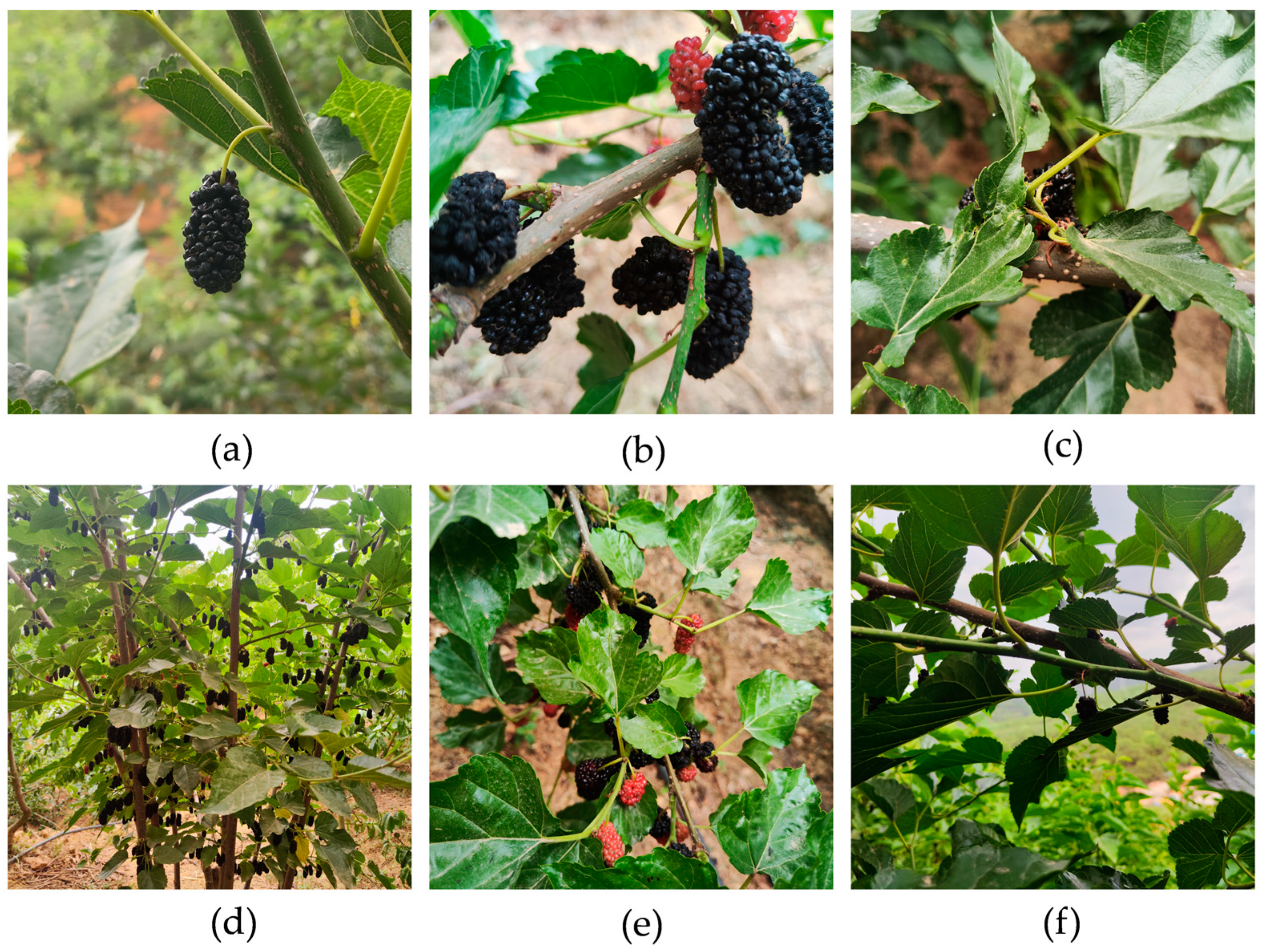 Agronomy 14 02861 g001