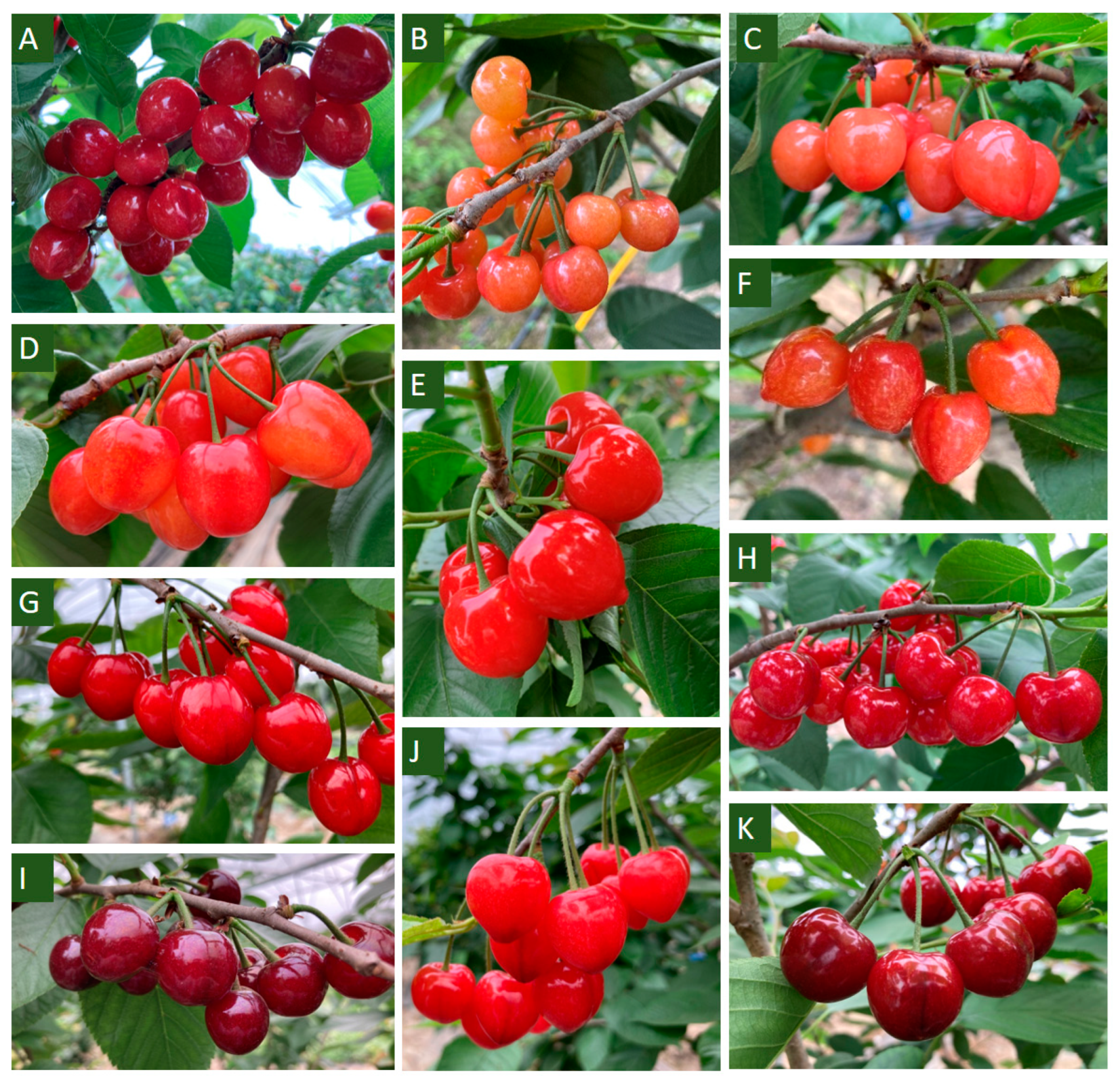 Agronomy 14 02862 g001