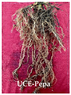 Agronomy 14 02878 i004