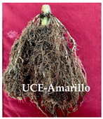 Agronomy 14 02878 i005