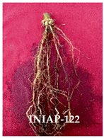 Agronomy 14 02878 i009