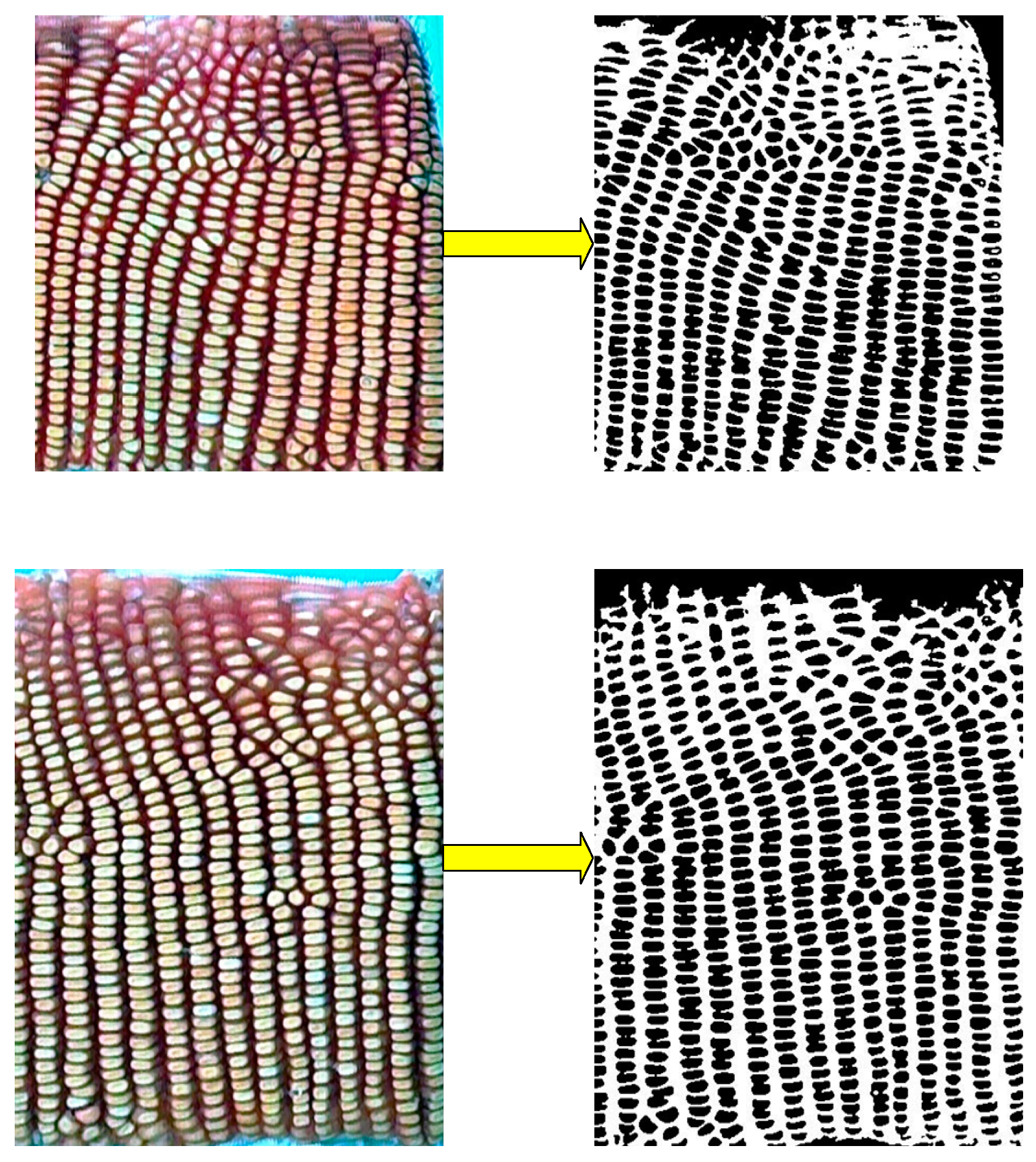 Agronomy 14 02884 g017