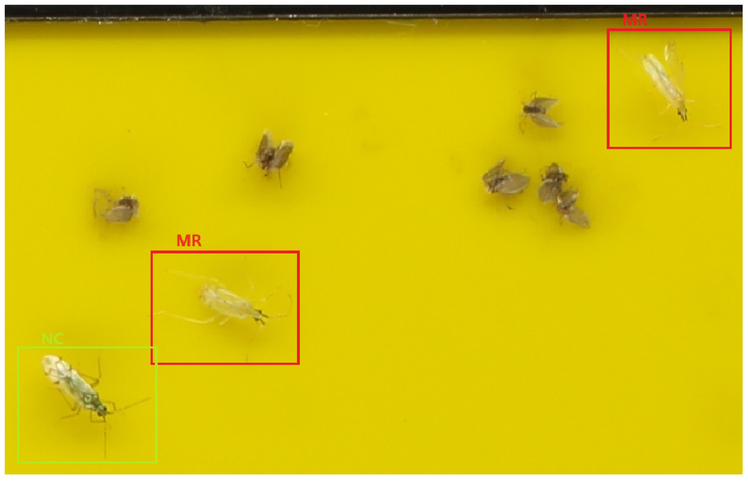 Agronomy 14 02887 g001