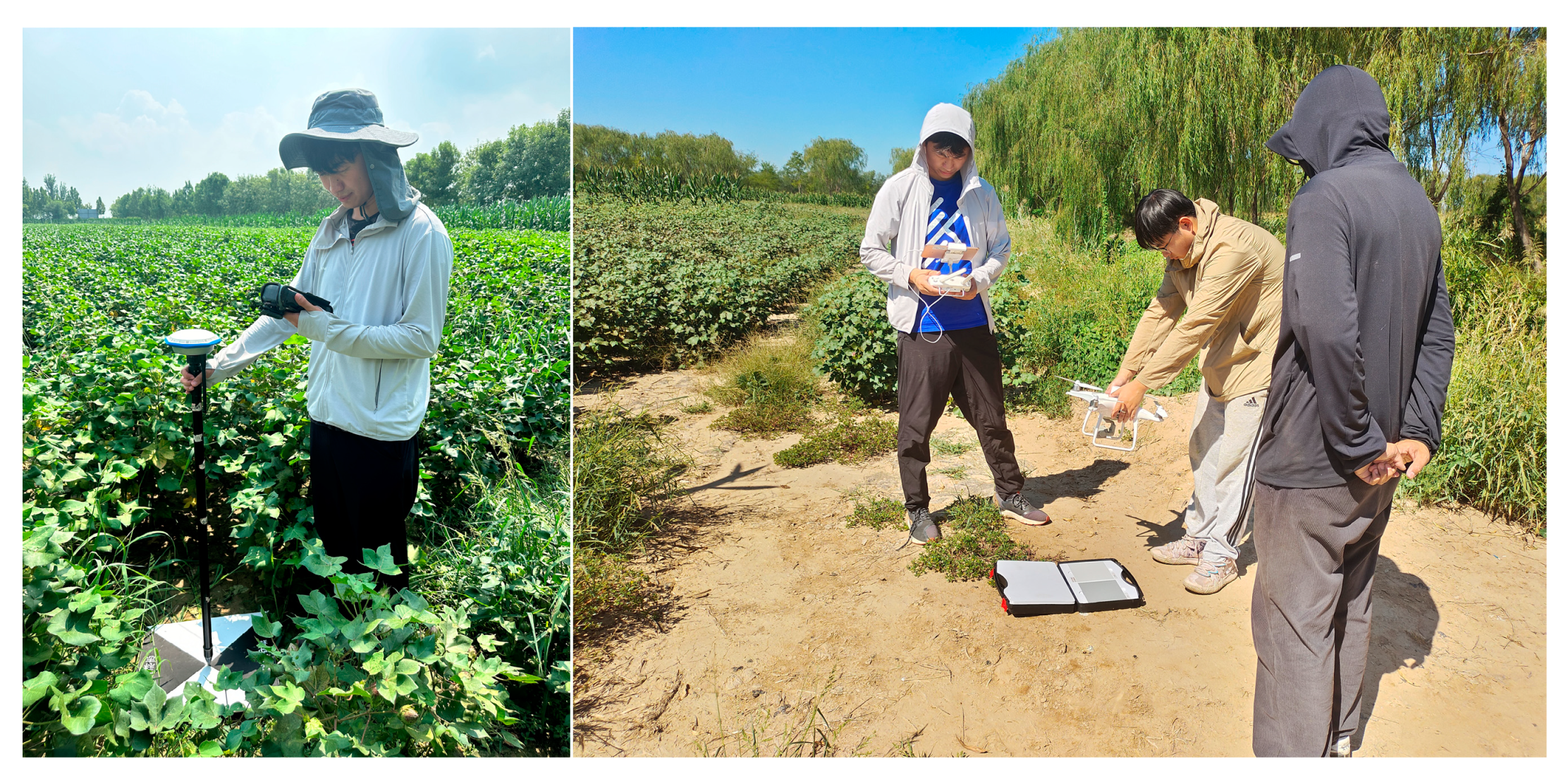 Agronomy 14 02903 g003