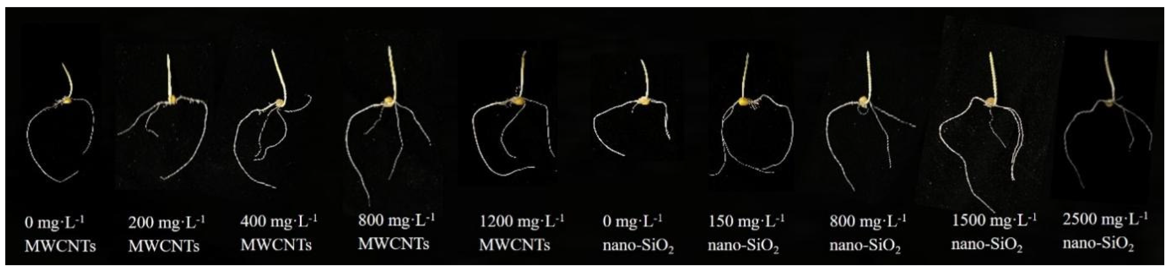 Agronomy 14 02908 g001
