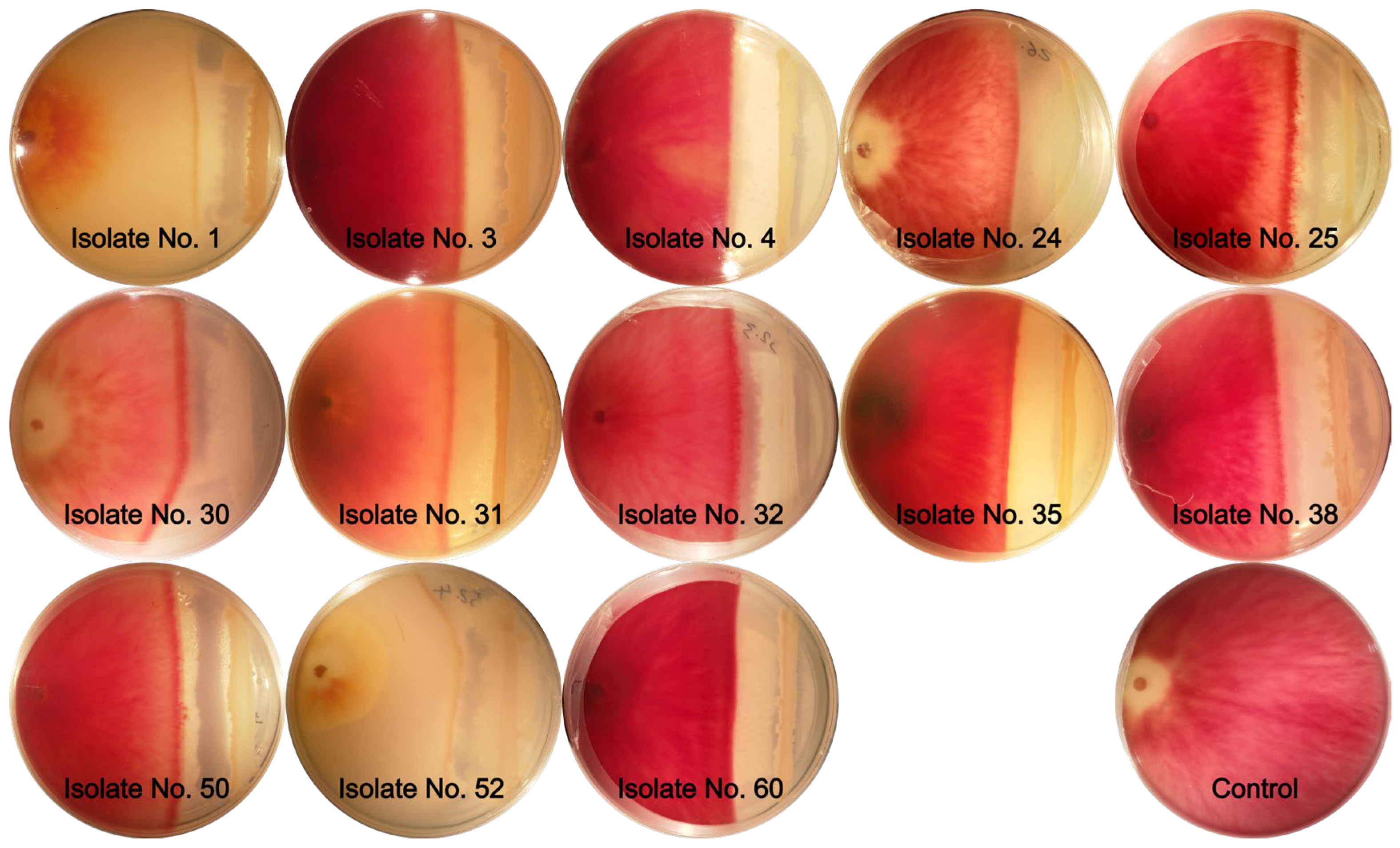 Agronomy 14 02912 g001