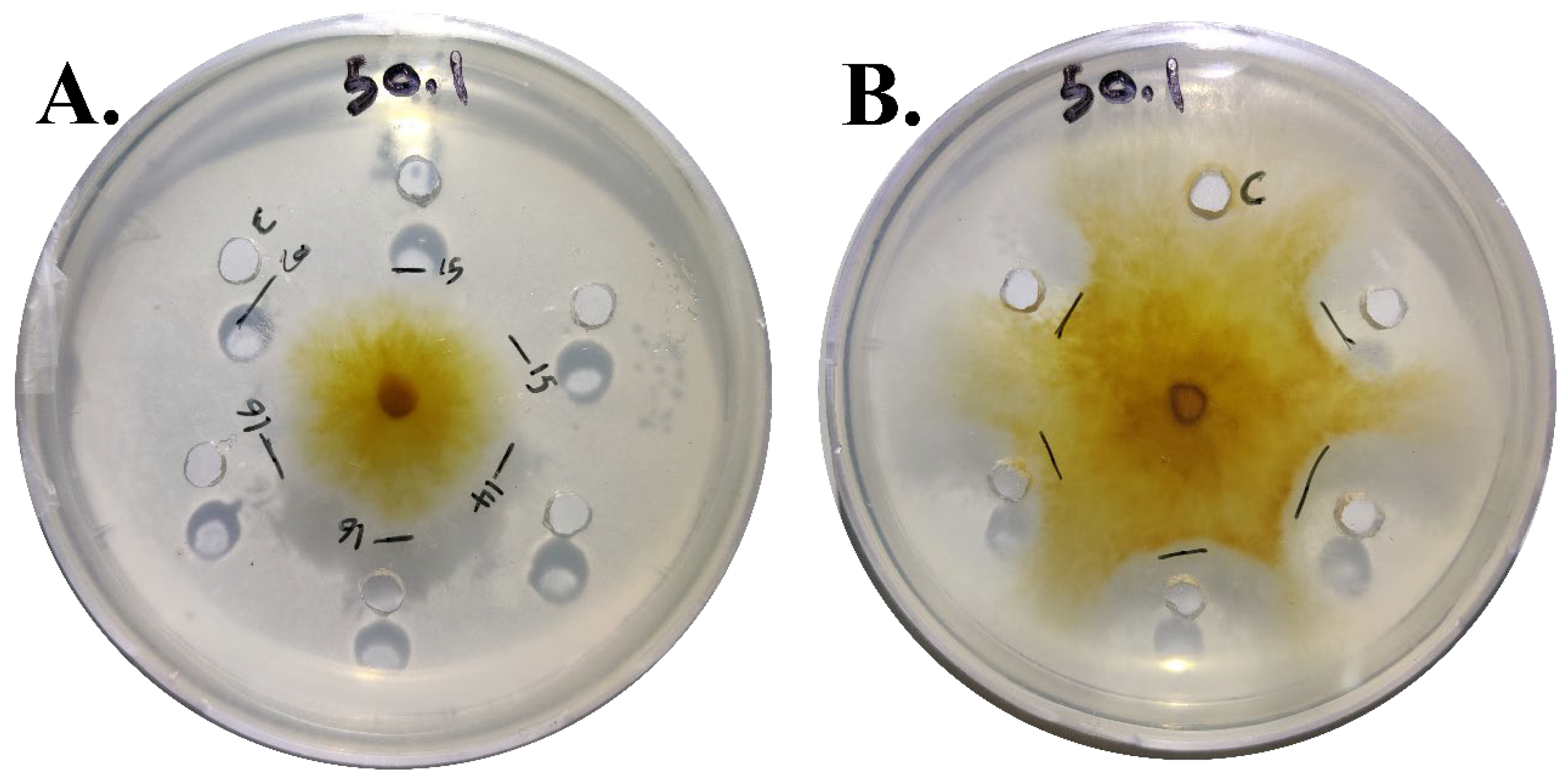 Agronomy 14 02912 g002