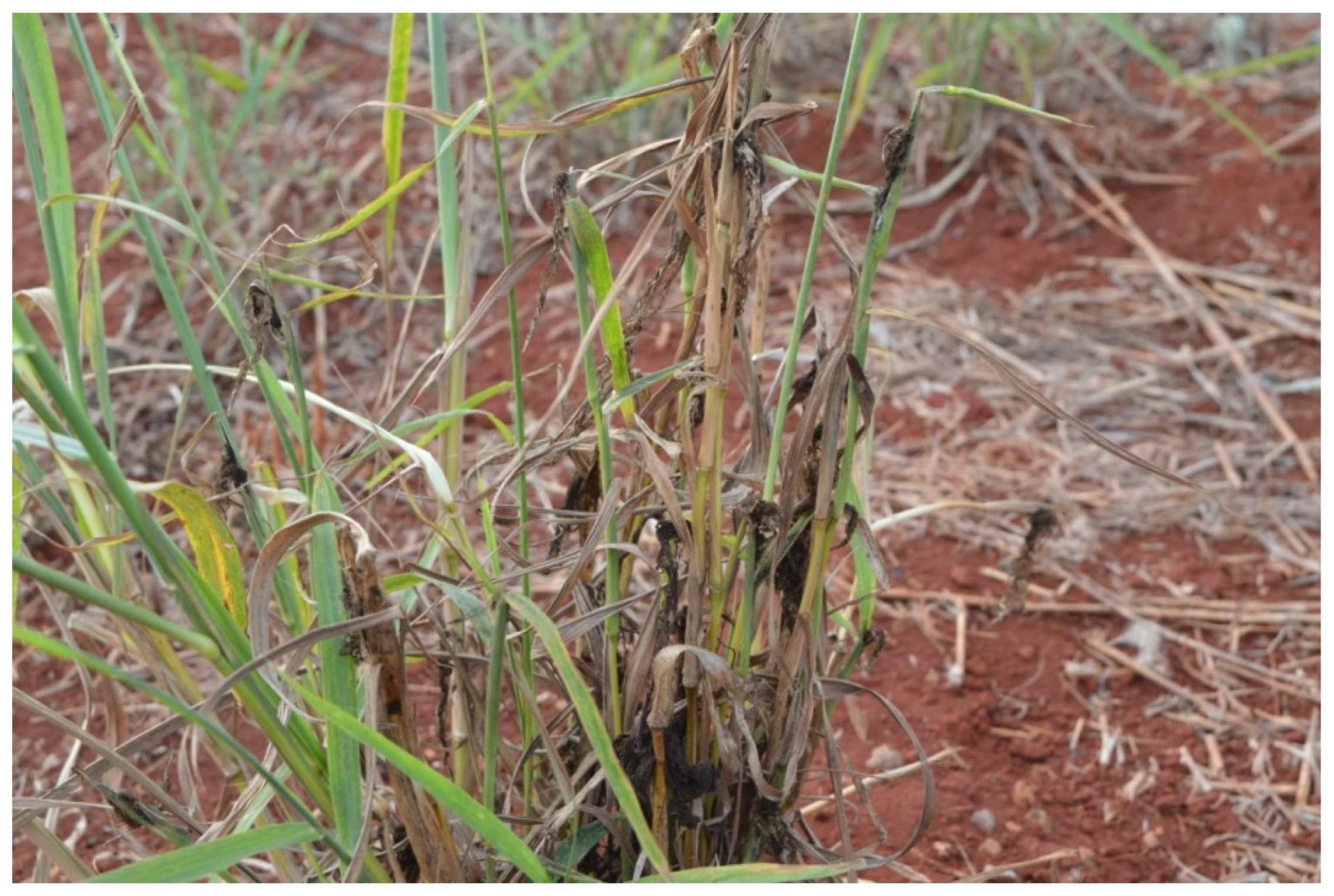 Agronomy 14 02926 g002 Agronomy 14 02926 g002