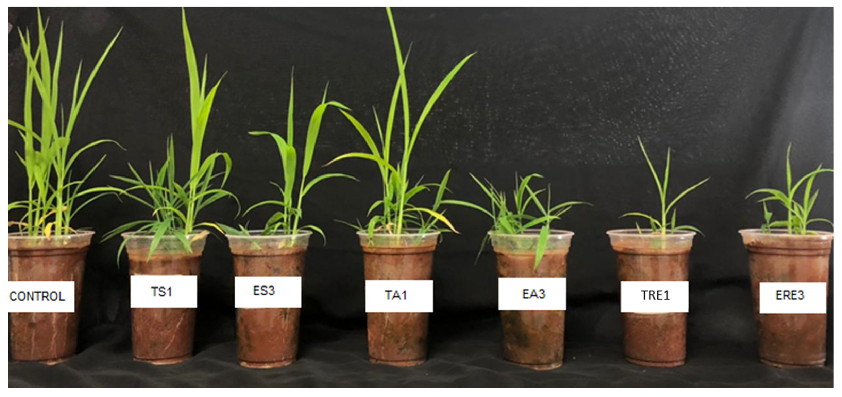 Agronomy 14 02926 g005 Agronomy 14 02926 g005