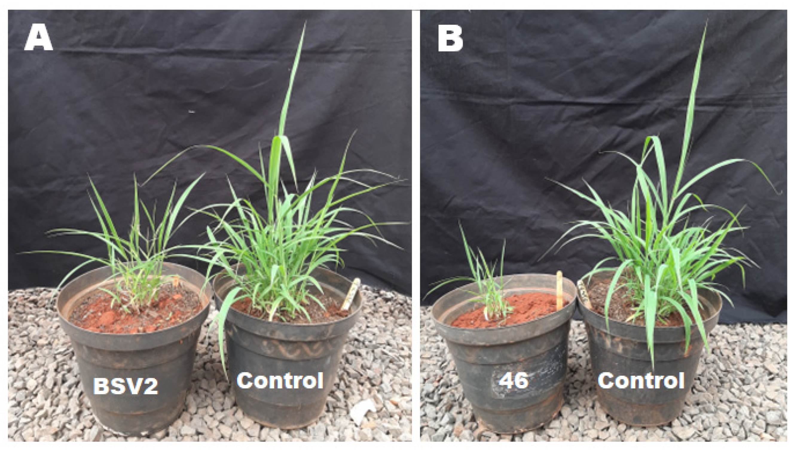 Agronomy 14 02926 g006 Agronomy 14 02926 g006