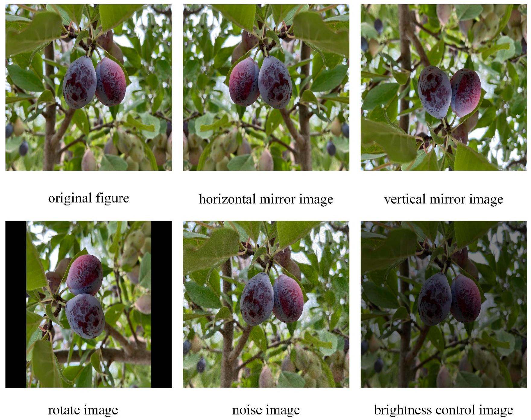 Agronomy 14 02931 g002