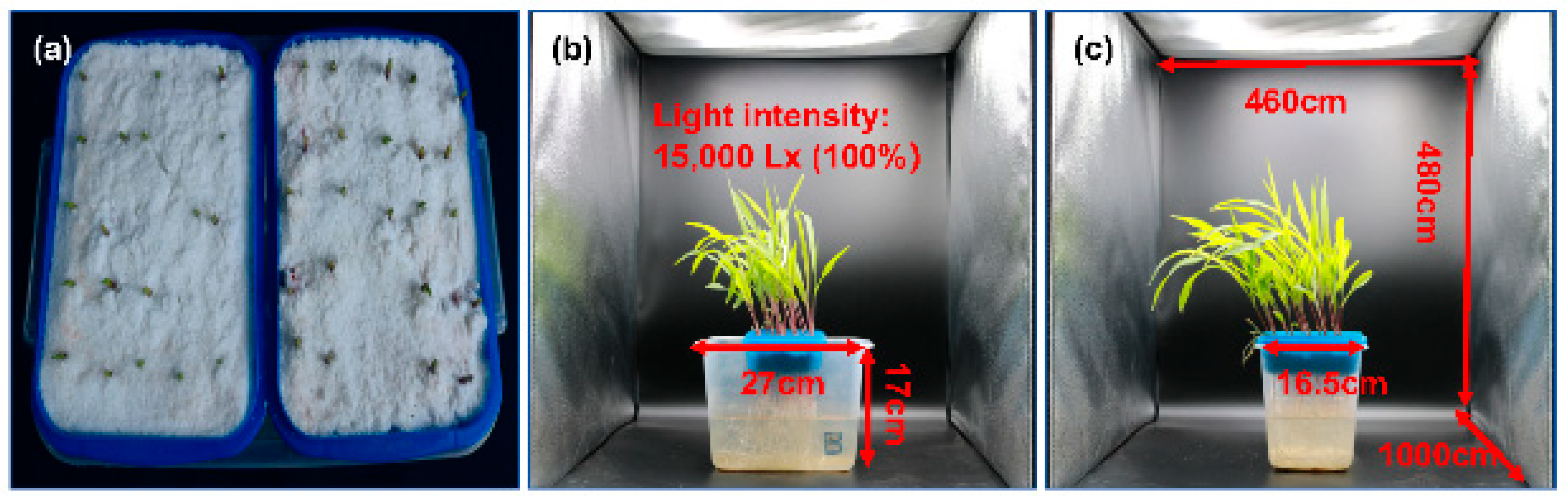 Agronomy 14 02933 g001