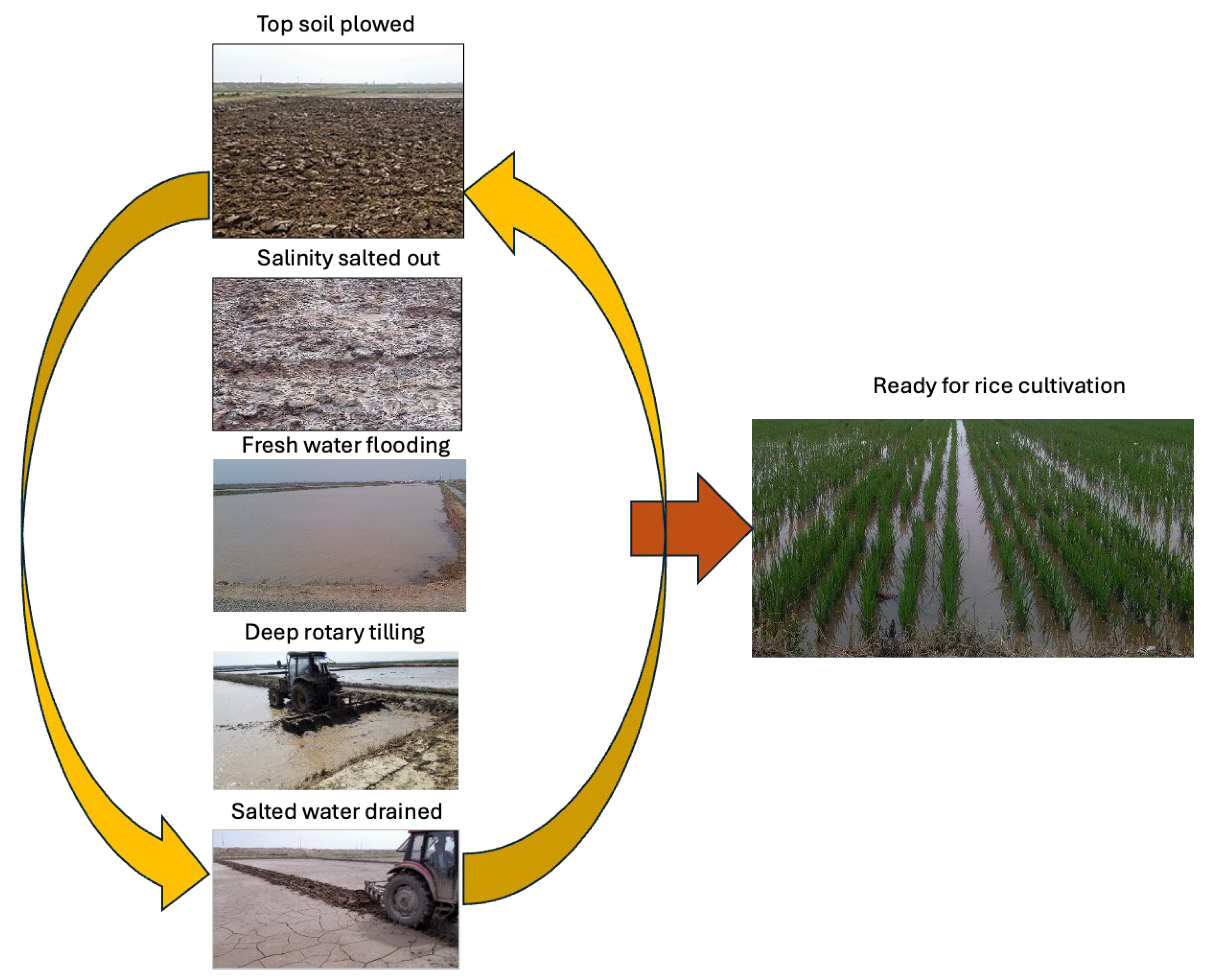 Agronomy 14 02935 g005