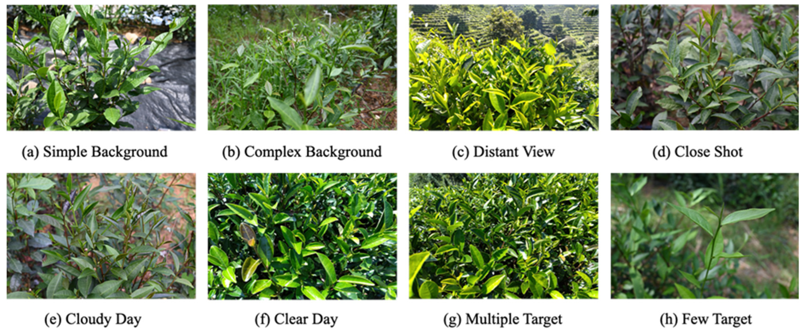 Agronomy 14 02939 g001