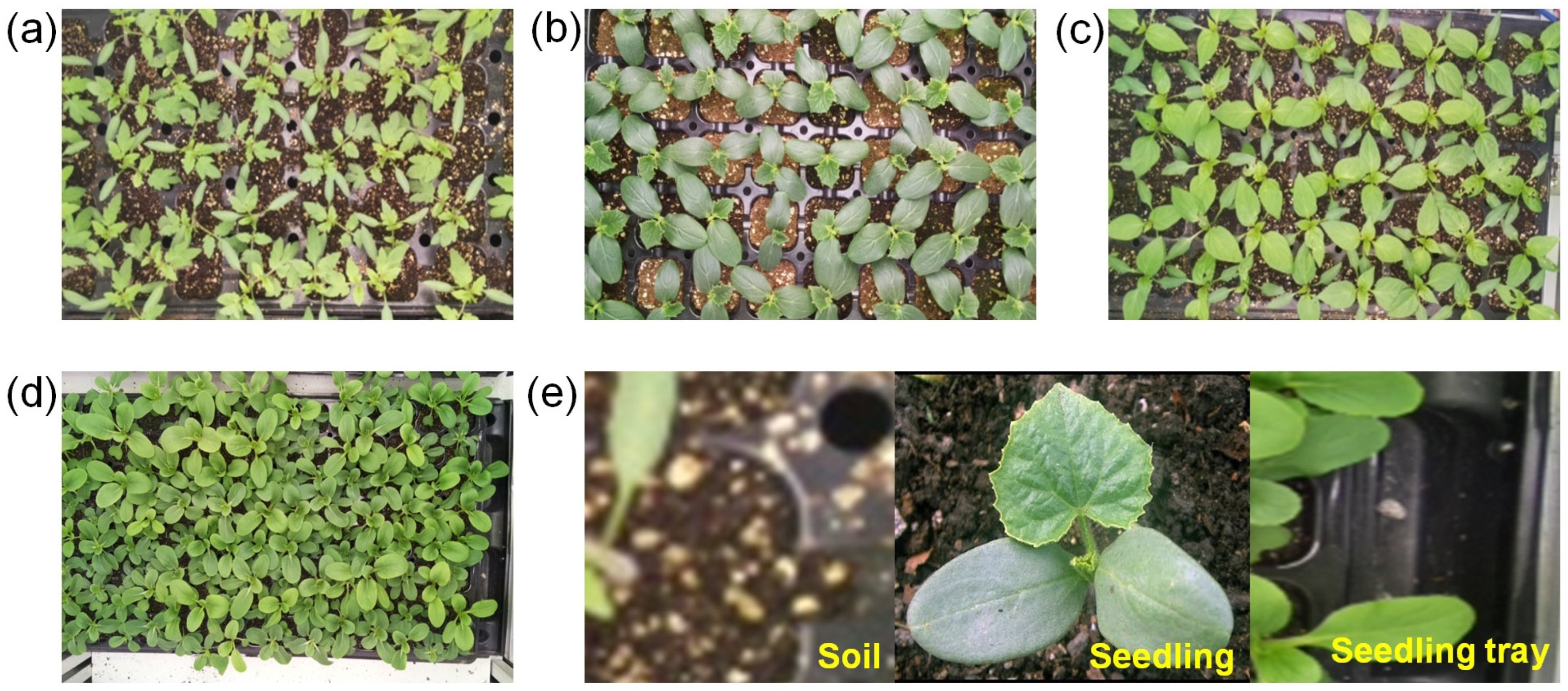Agronomy 14 02940 g003 Agronomy 14 02940 g003